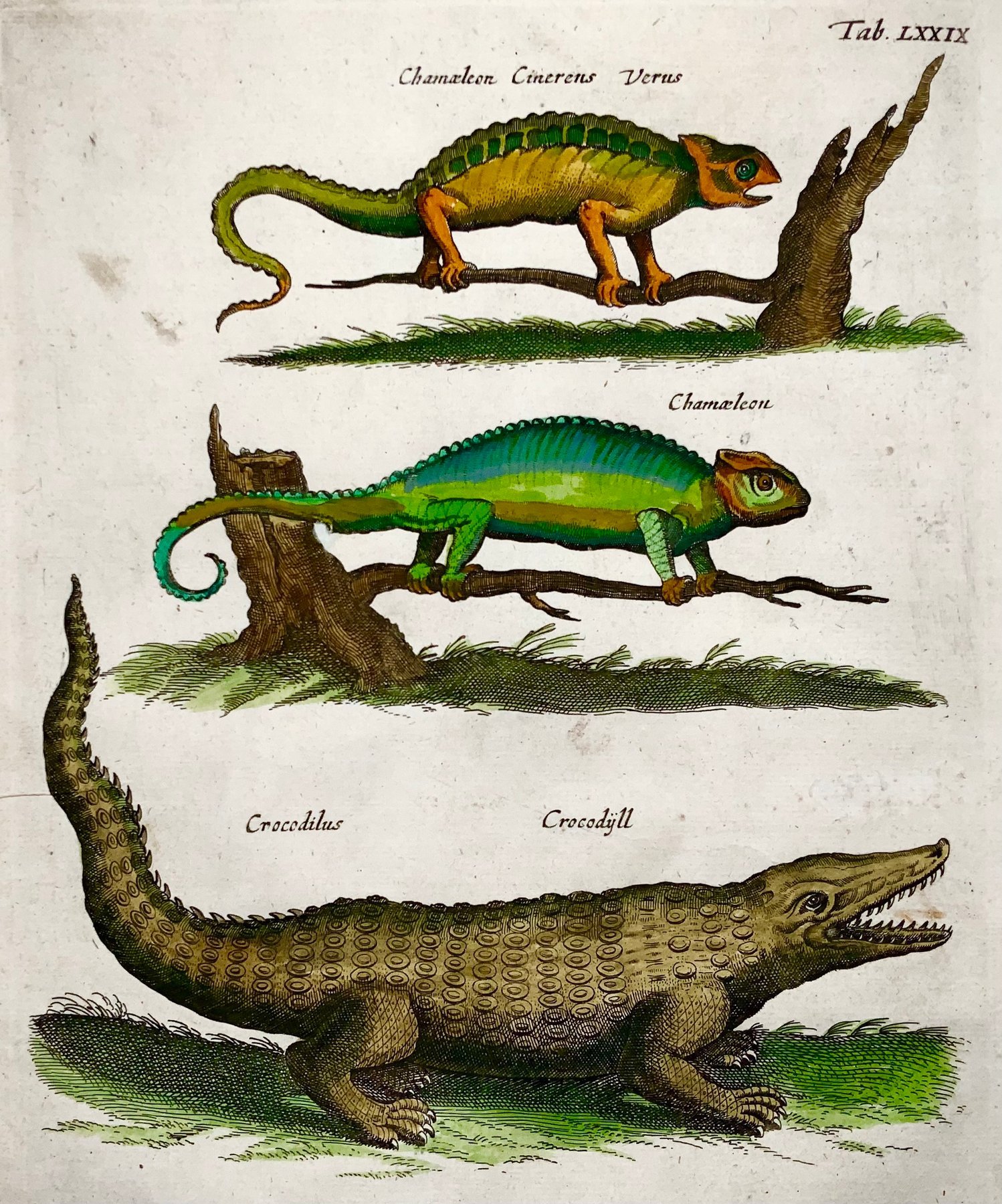 Matthäus Merian (1593-1650) - hand coloured folio, Reptiles: Chameleons, Crocodiles - 1657