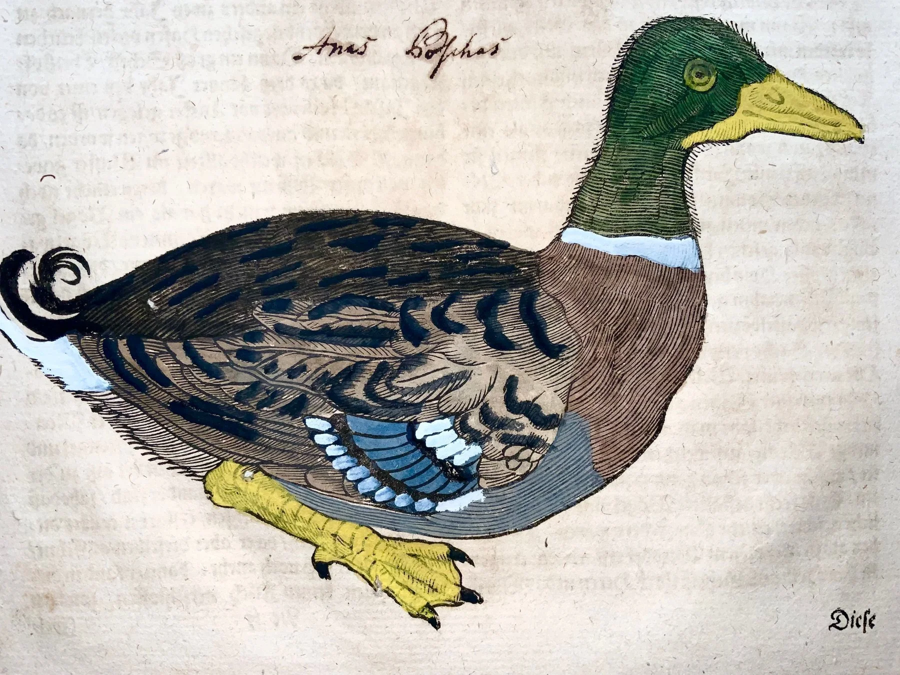 Gesner duck 4.jpg