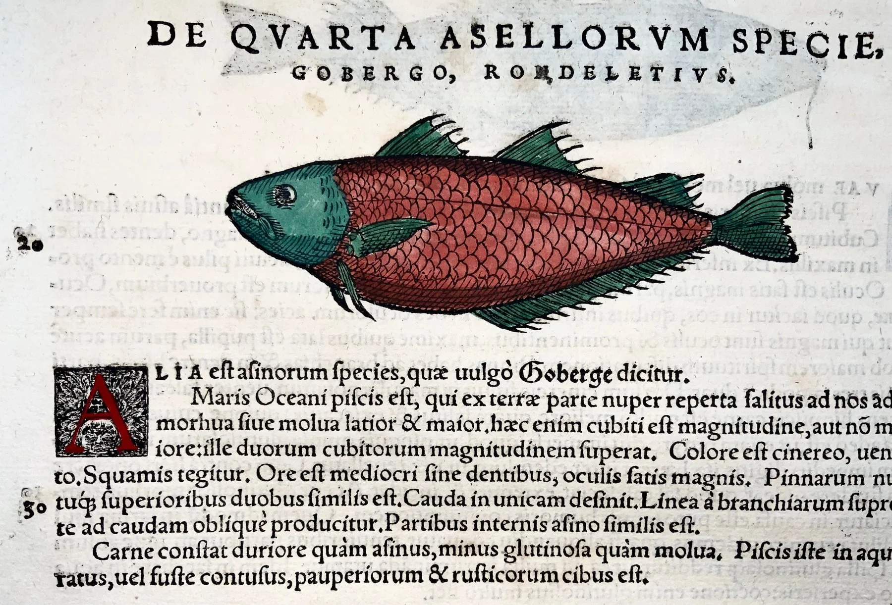 sea fish 2.jpg