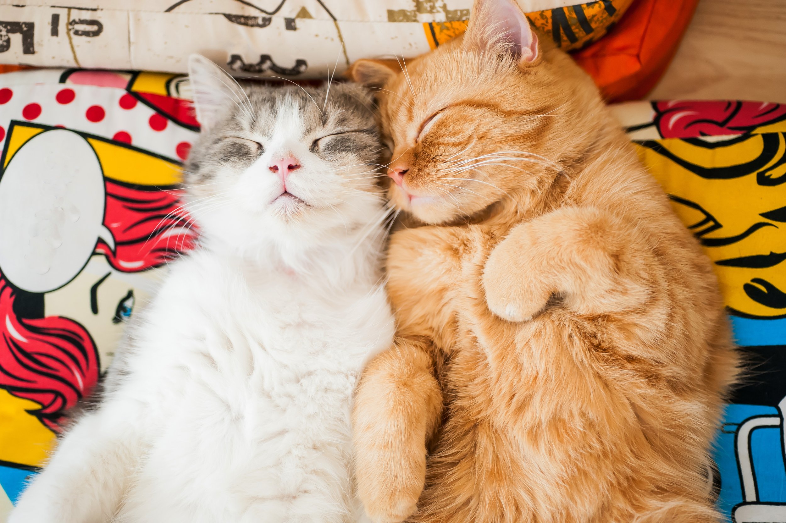 Two cats sleeping on colorful comic-themed pillows.