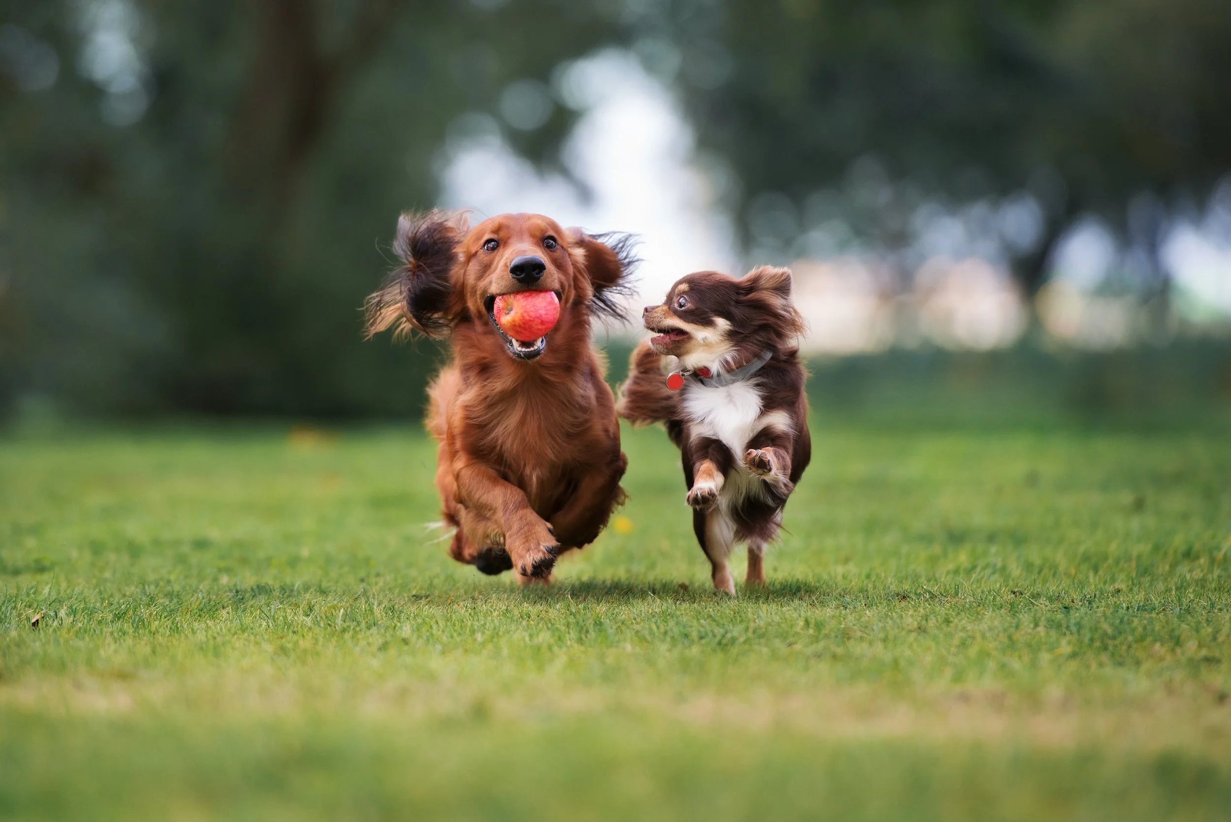 Two dogs running on grass; one is carrying a red ball in its mouth.