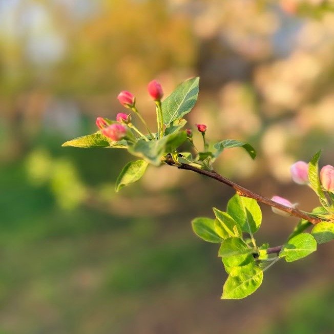 There&rsquo;s a rhythm starting to form here. The season of spring is so full of discovery, wonder, and awe - seeing what blooms and blossoms in our first year here is a surprise every day. 

Morning chores. Evening checks. In-between moments that do