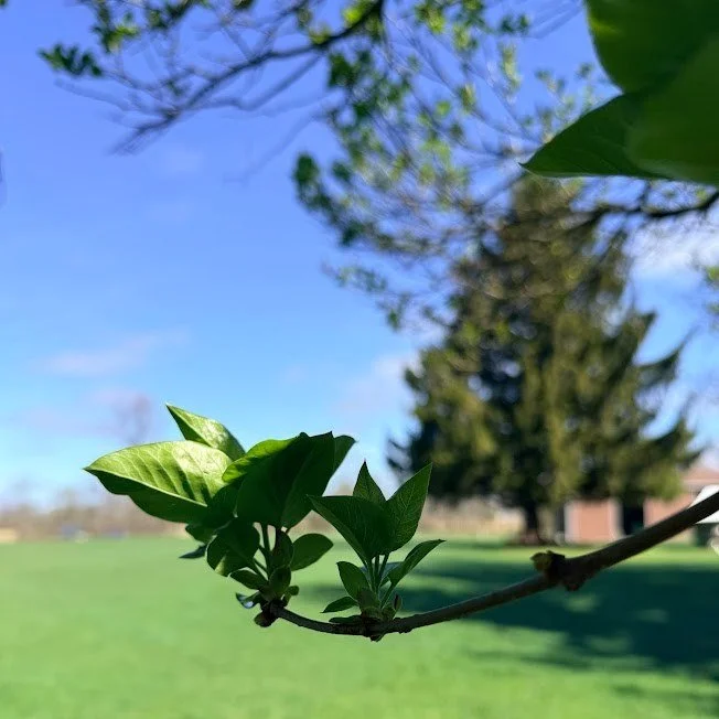 With sunshine today, and the forecast of some DRY weather&hellip;we&rsquo;re inspired by the promise of new days. We&rsquo;re not quite there yet&hellip; not even close. 

There&rsquo;s more clearing to do, pollinator seeds to be planted, additional 