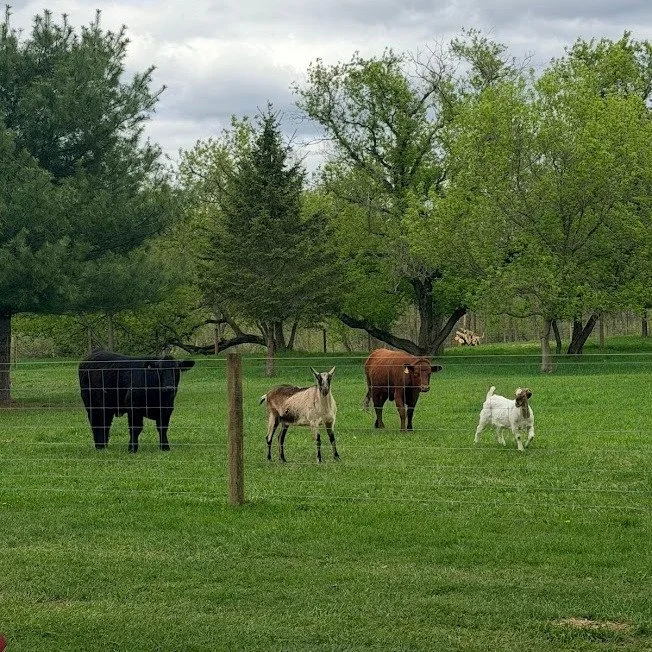 We talk a lot about doing better for the land, the animals, and the people.

But what does that actually mean?

It means slowing down enough to notice.

It means making choices that support long-term health over short-term ease.
It means inviting oth
