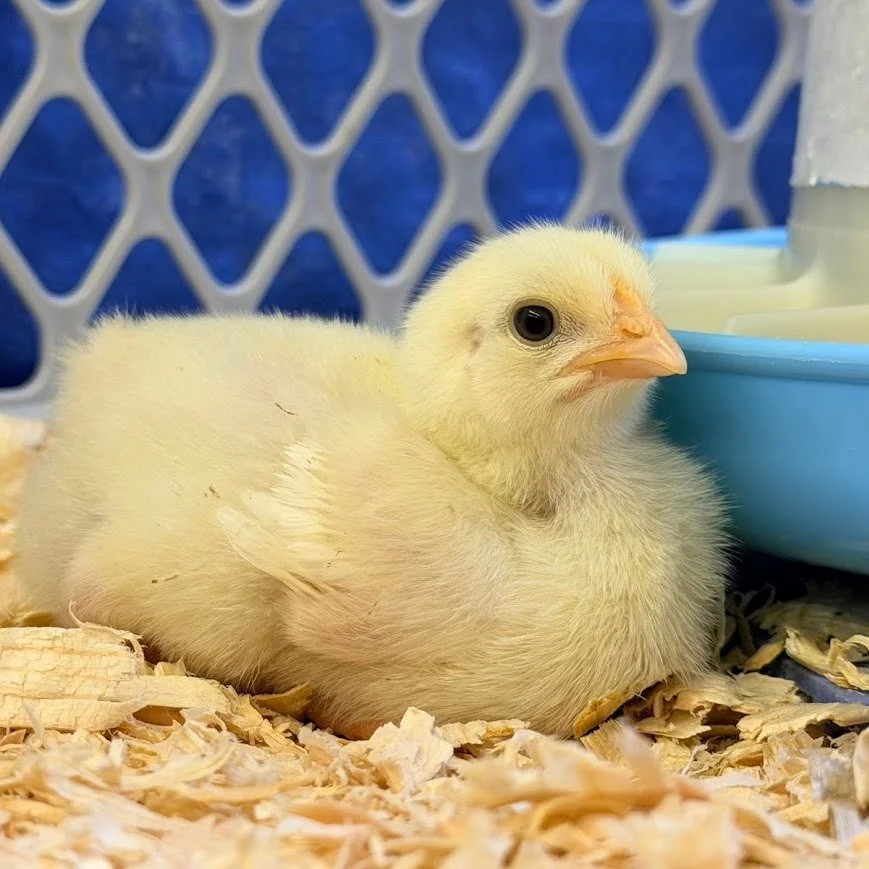 They&rsquo;re here. Six little chicks, about a week old now.
Broilers for Sam&rsquo;s 4-H project. All the youth in our county have the same birds, picked up on the same day, challenging them for the best of the best. 

Time for another season of lea
