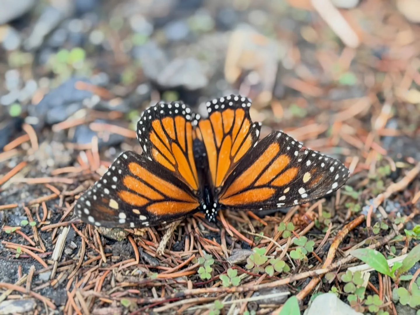 A quiet reminder that even small places can support big journeys.

This beauty paused long enough for a photo before continuing on. Moments like this are part of why we&rsquo;re working to do better for the land, the animals, and the people. Every na