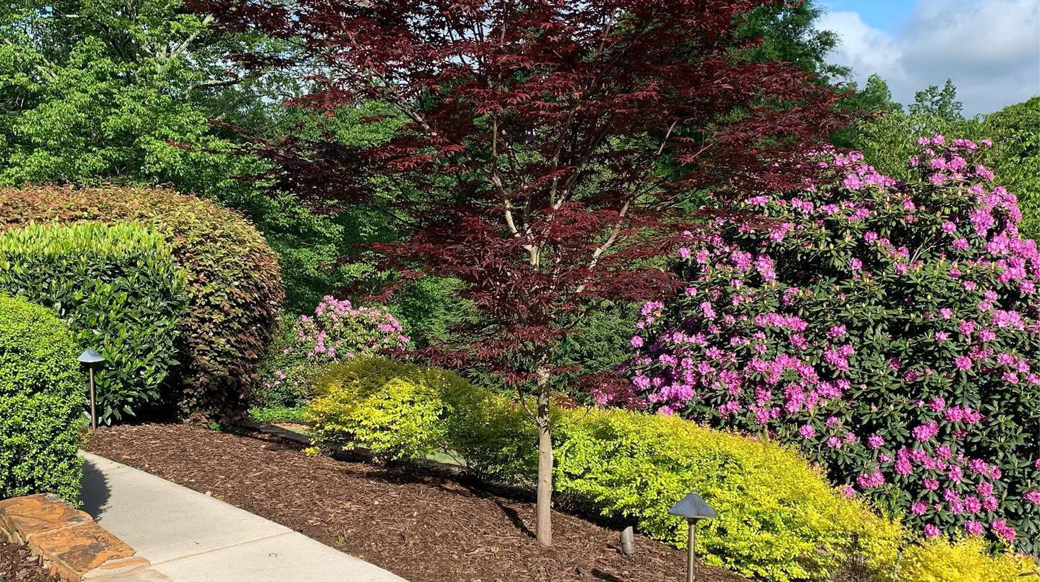 colorful garden with various shrubs and a young red-leafed tree, pink rhododendrons, small street lamps, next to a concrete walkway, on a sunny day with partly cloudy sky