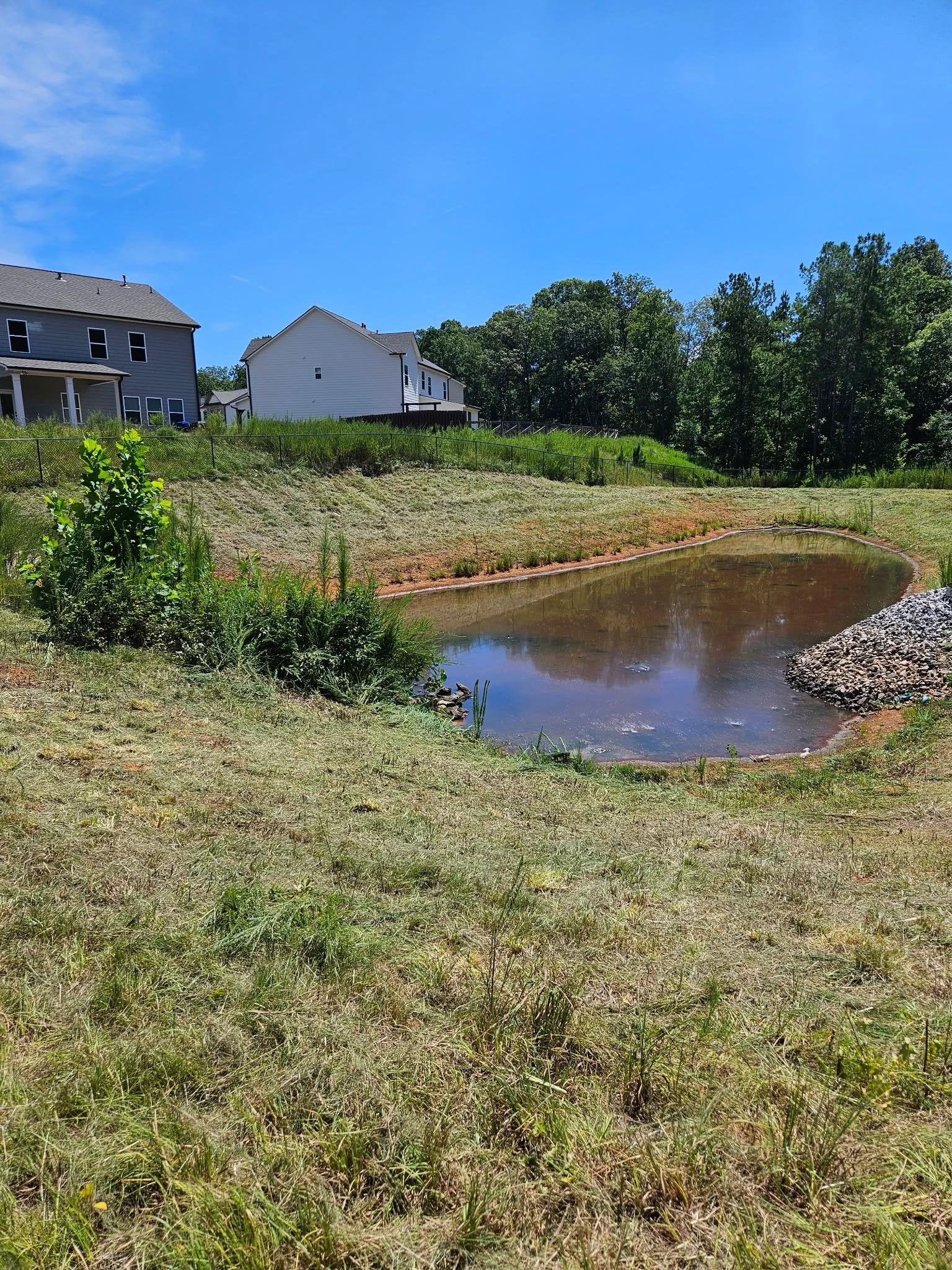 A small pond surrounded by grass and plants with houses and trees in the background on a sunny day.