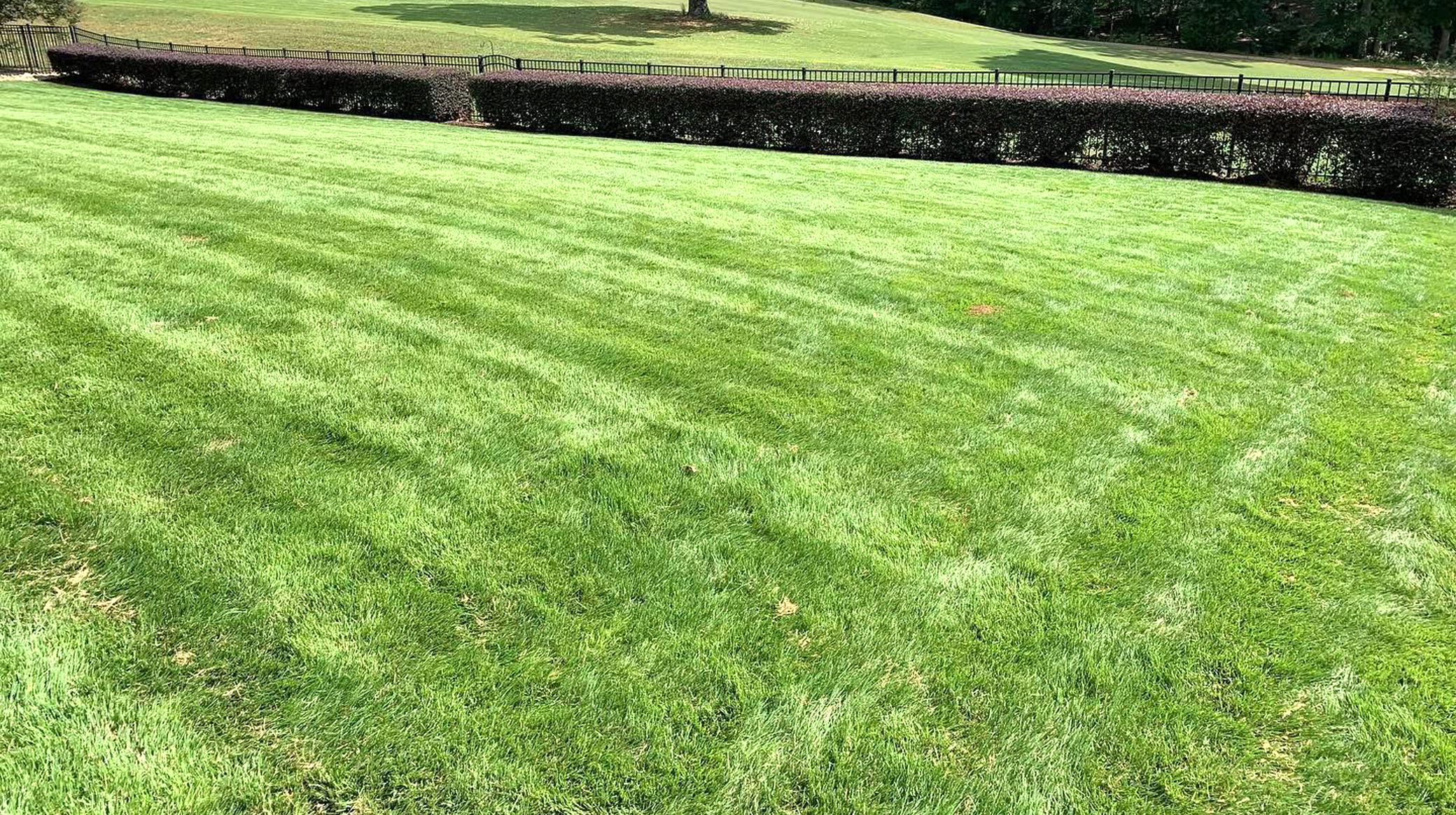 Well-maintained green lawn with neatly mowed grass, surrounded by a black fence and dark purple hedge, with a gentle slope and trees in the background.
