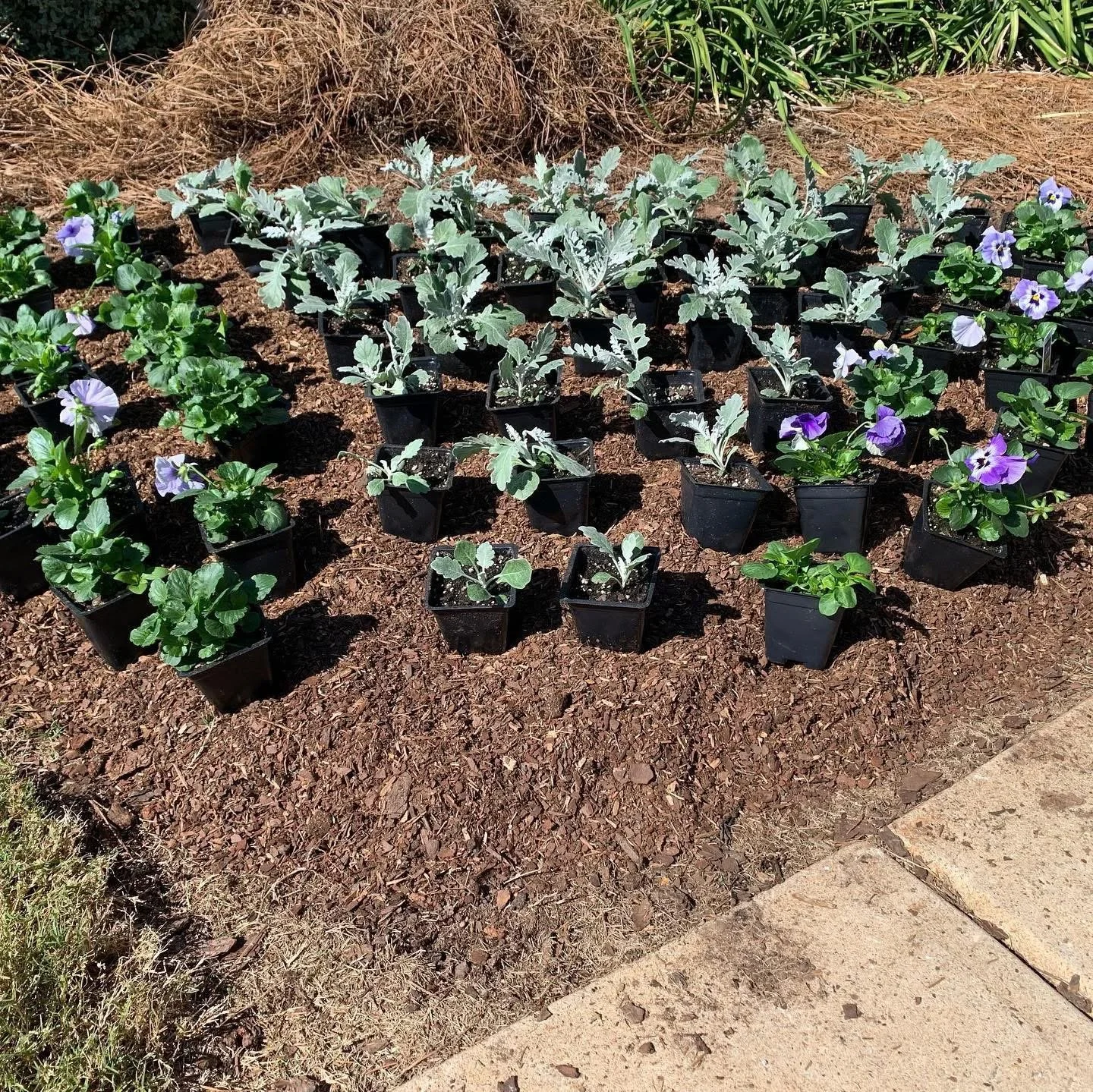Potted plants, including variegated silver foliage and purple pansies, arranged in a garden bed with mulch and concrete pathway.