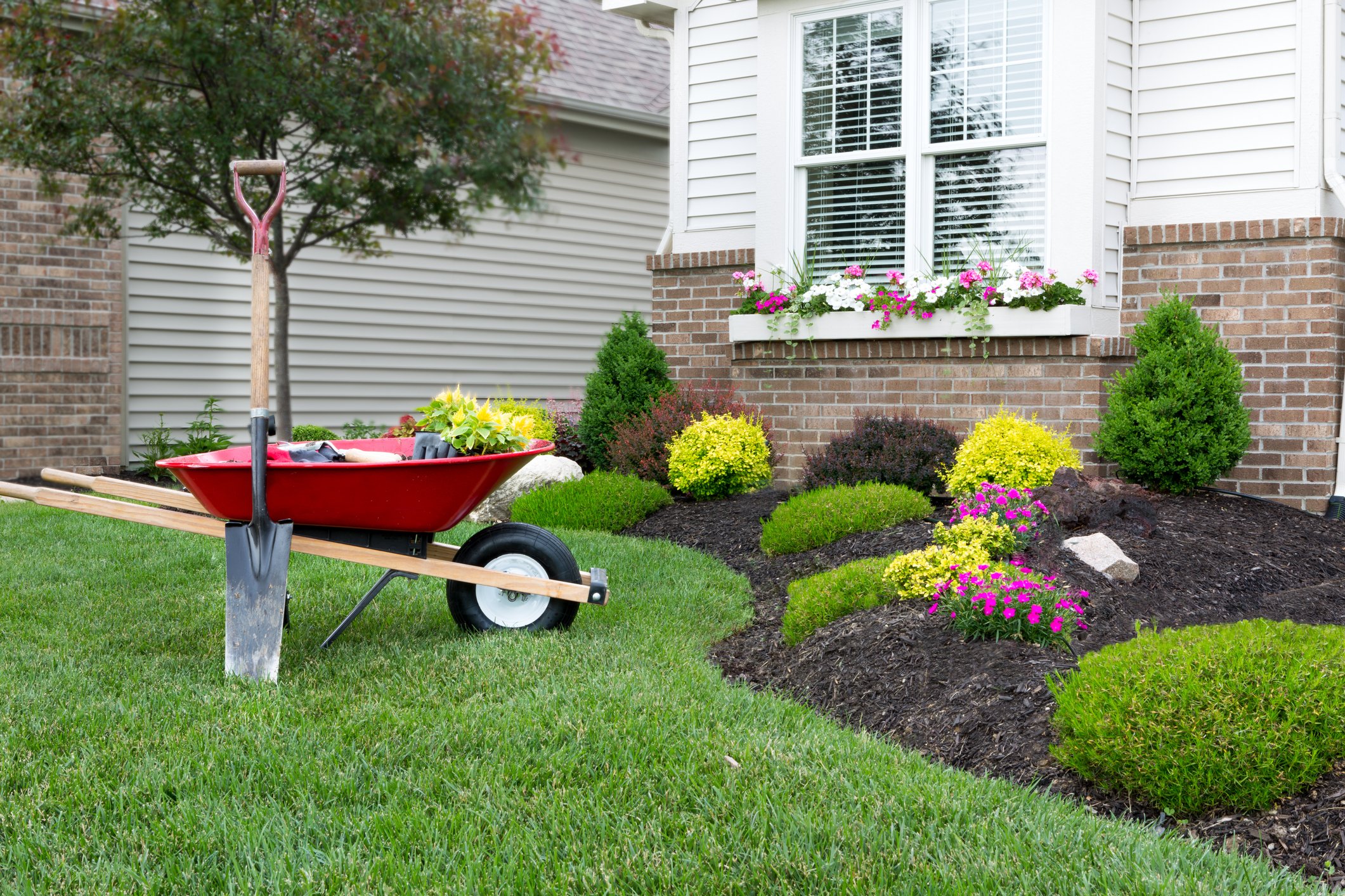 A garden in front of a suburban house with blooming flowers, bushes, a small tree, and a window with white shutters. A pink-handled shovel and a red wheelbarrow filled with gardening tools and plants are in the foreground.