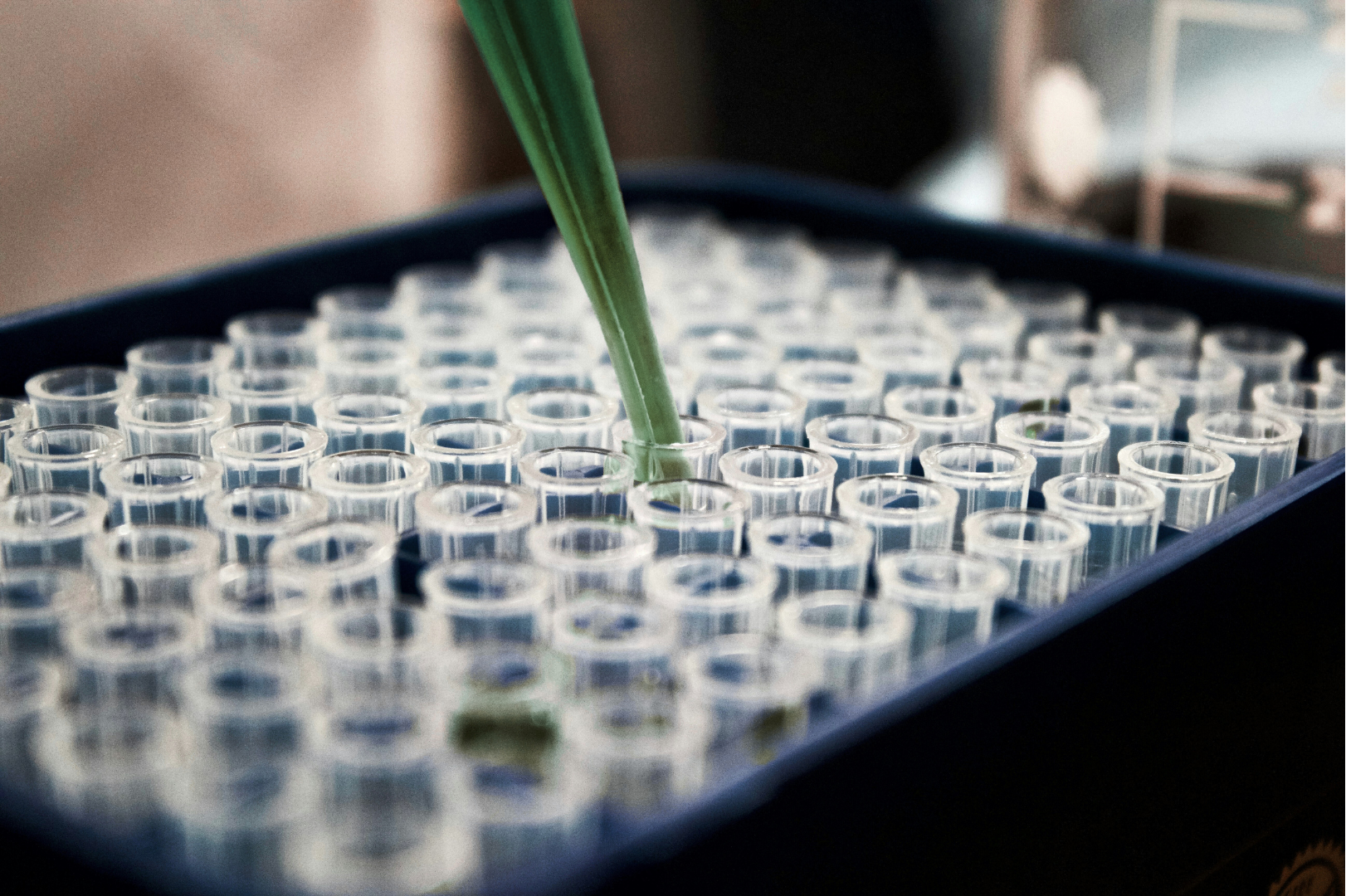 Close-up of a tray with multiple small, empty, clear test tubes, with a green plant stem in one of the test tubes.