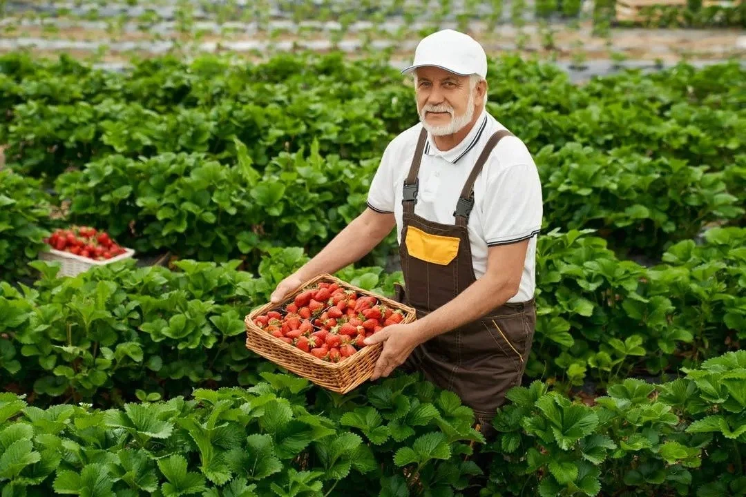 An elderly man with a white beard wearing a white hat, white polo shirt, and brown overalls, standing in a strawberry field, holding a basket of ripe strawberries.