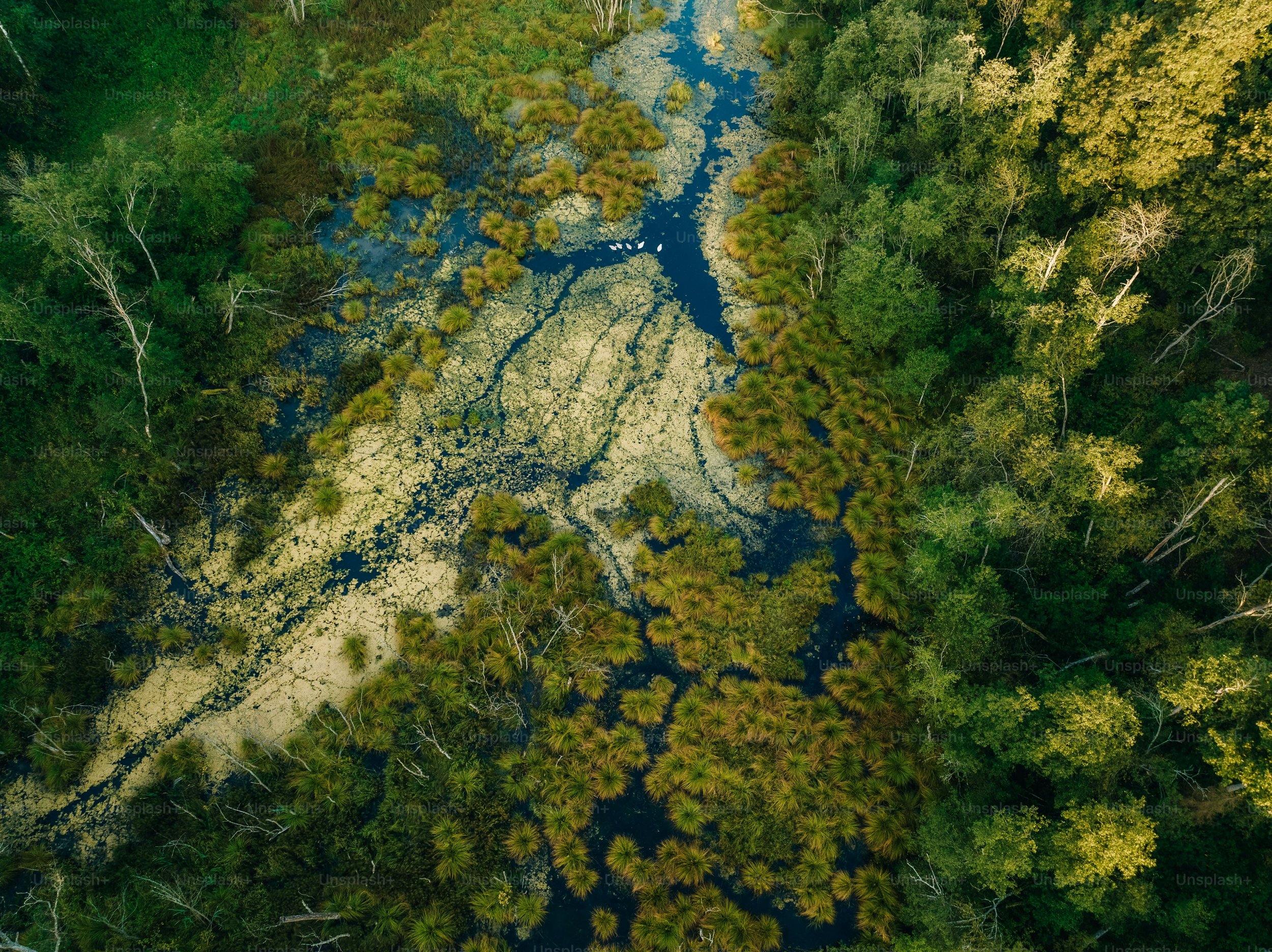 Aerial view of a winding freshwater river flowing through a lush green wetland with dense trees and spreading aquatic plants.
