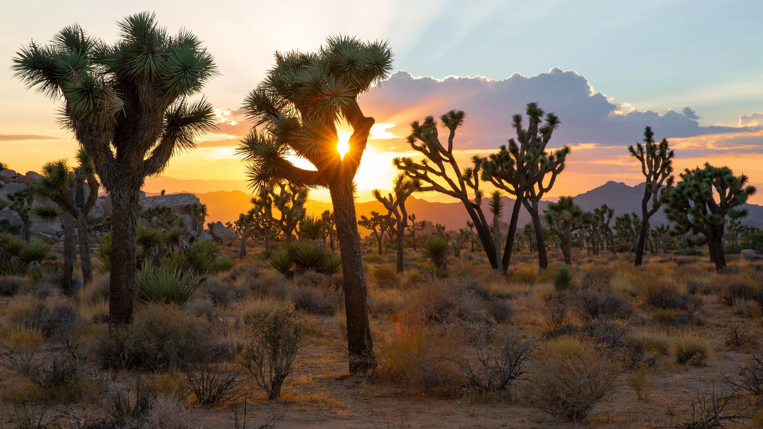 What Is Americana Music? The Vinyl-Era Albums That Defined the Sound