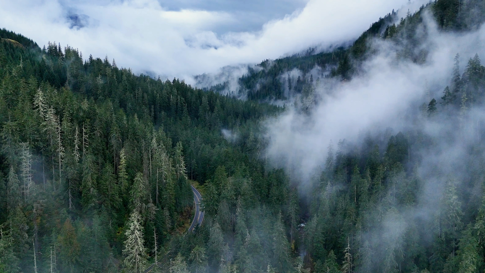 Foggy Wooded Mountains