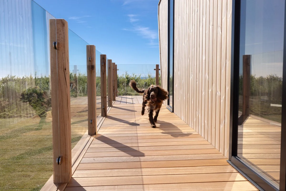 H1 Dog on decking.jpg