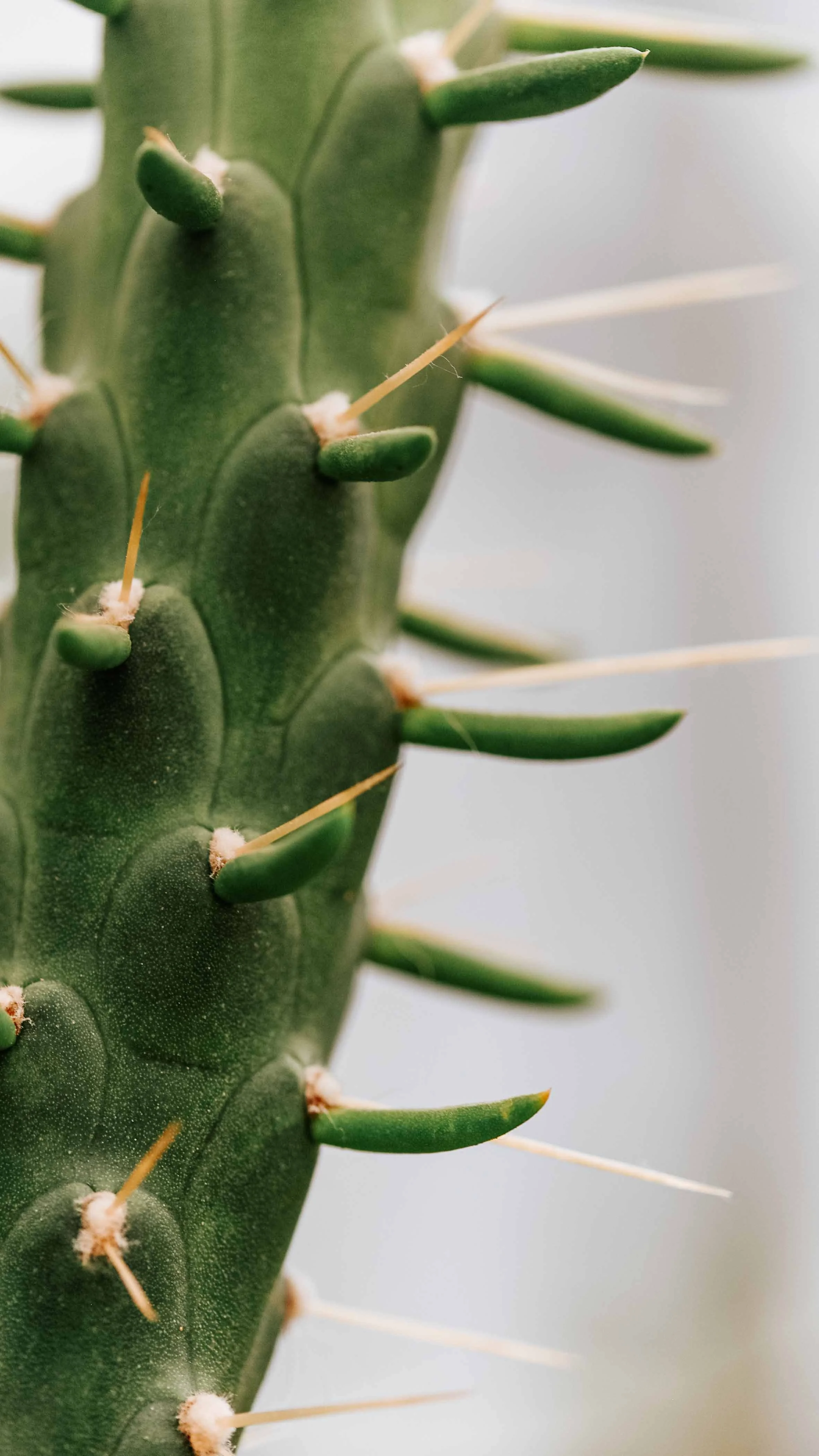 nature photography cactus