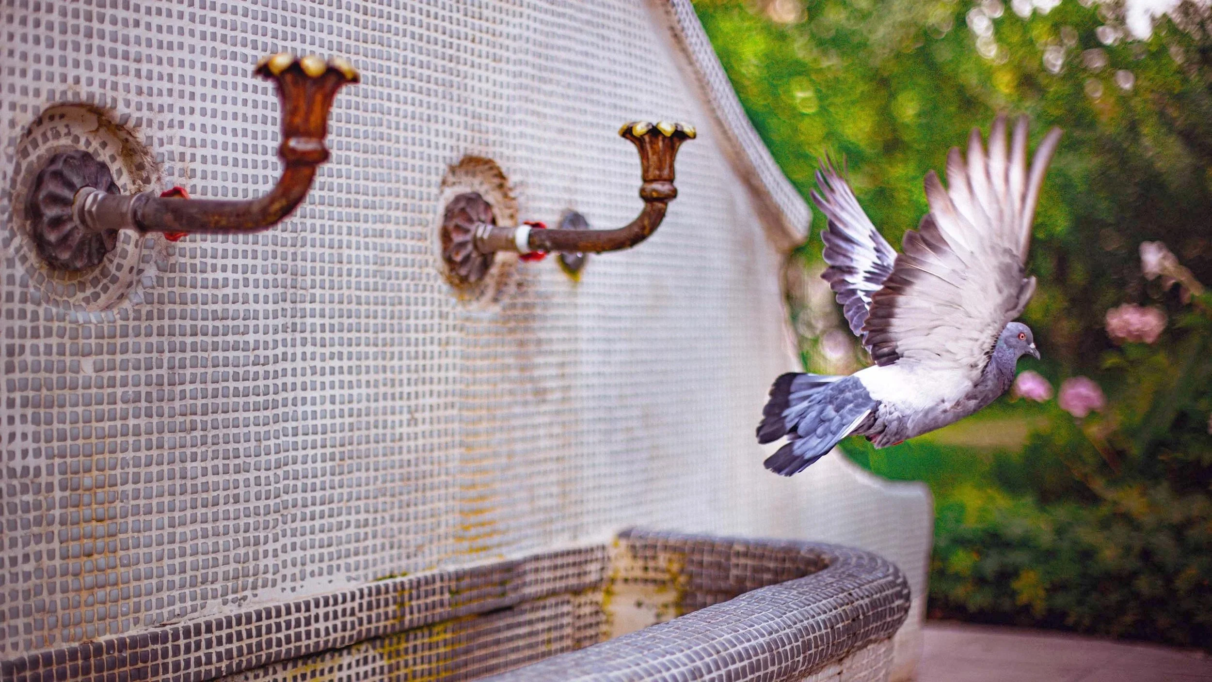 nature photography pigeon flying in the air