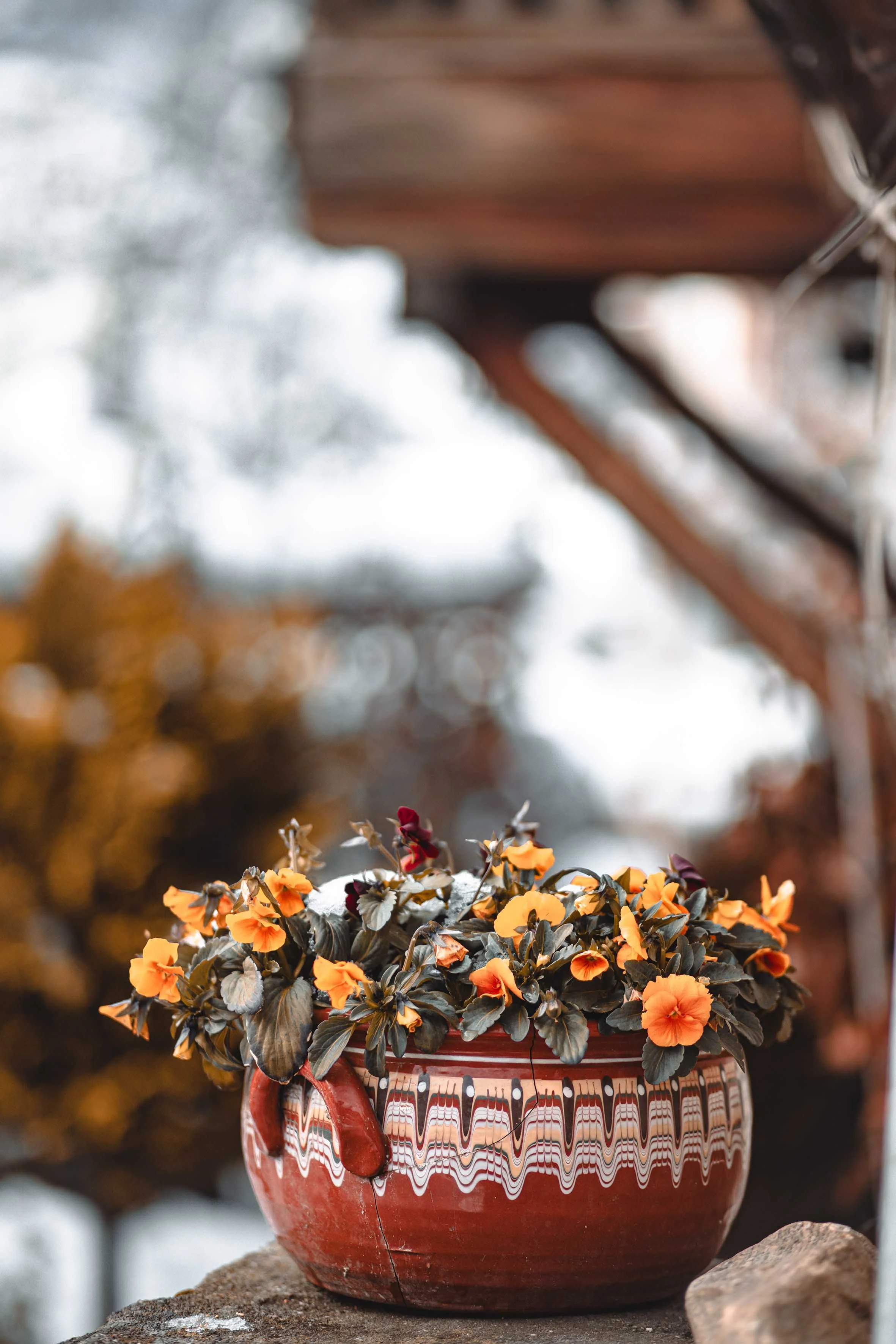nature photography orange flowers in a pot