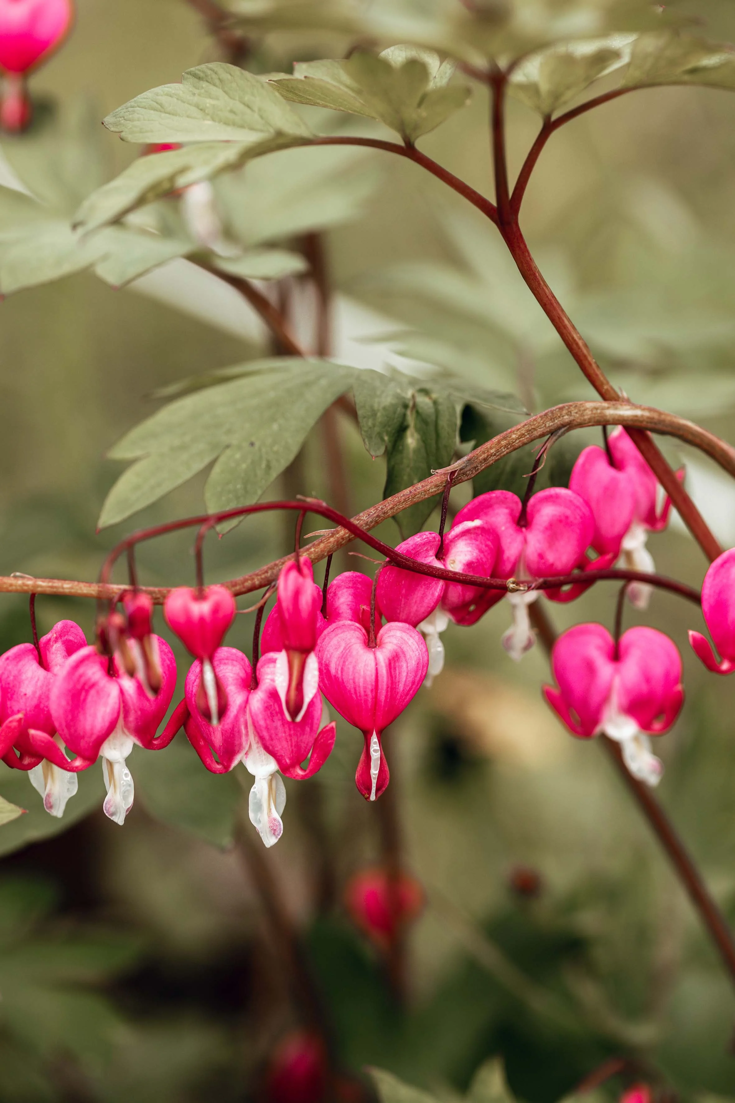 nature photography pink flowers