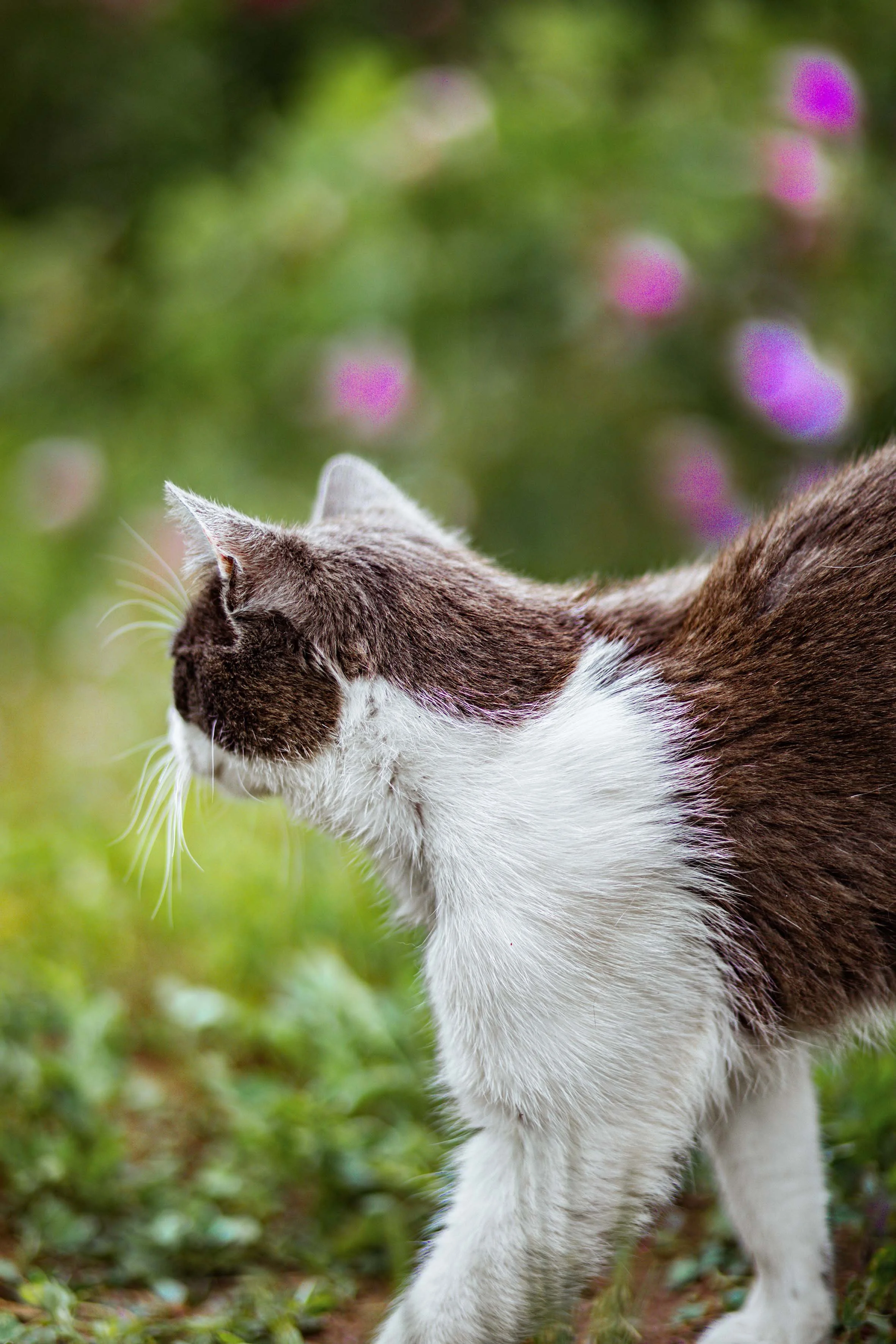 nature photography a cat in the garden of roses