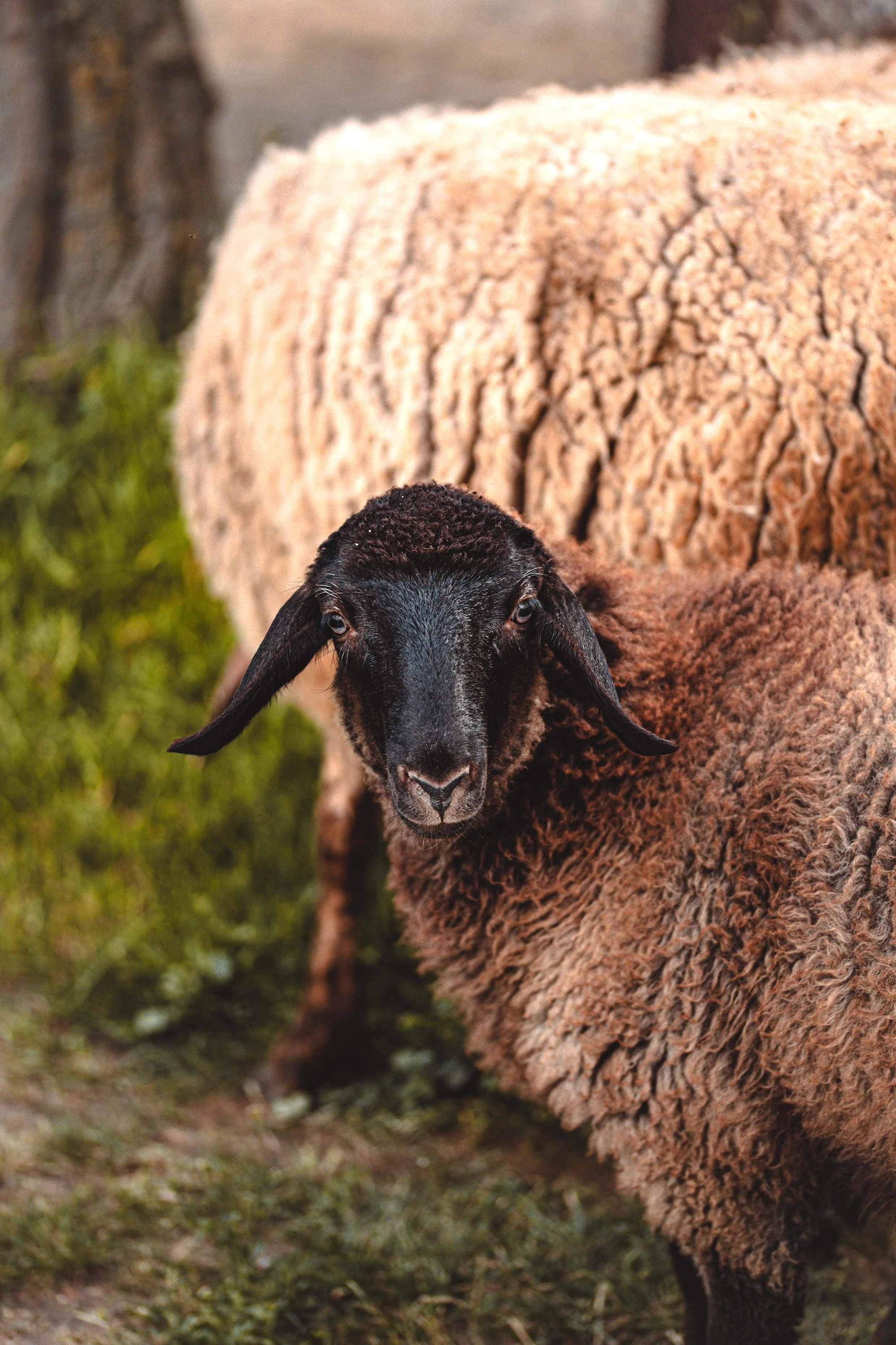 nature photography sheep