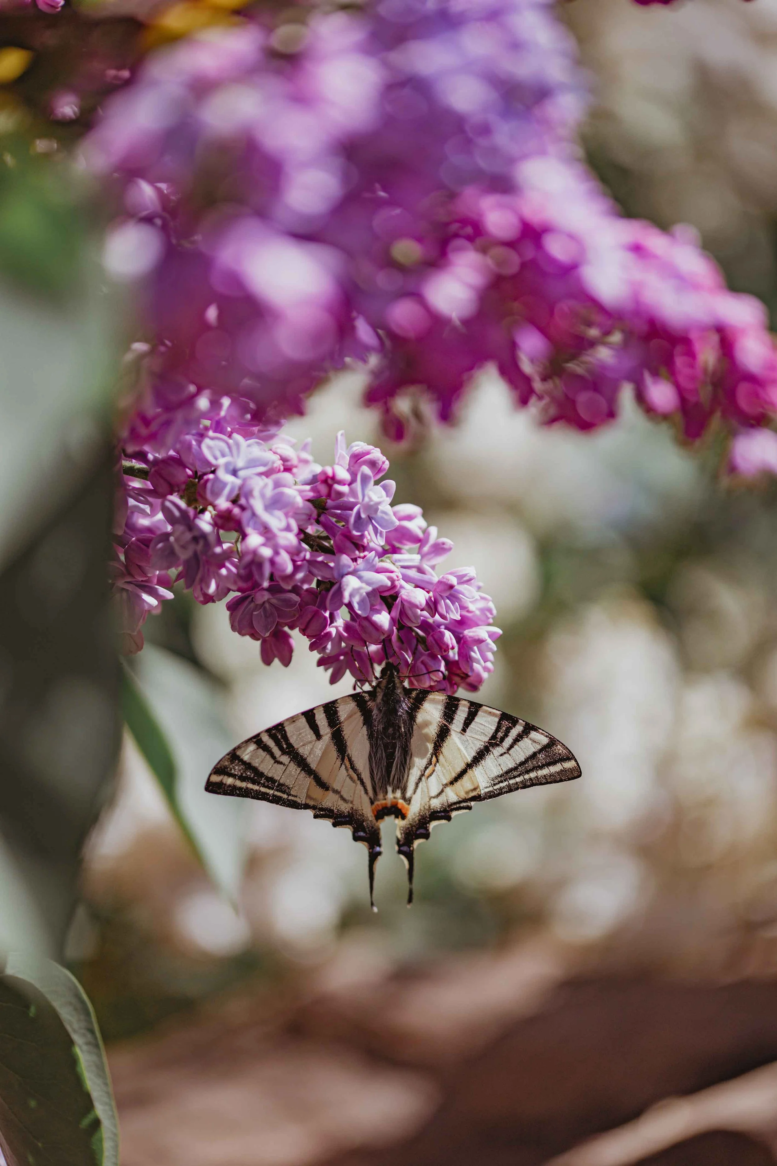 nature photography pink flowers and a butterfly