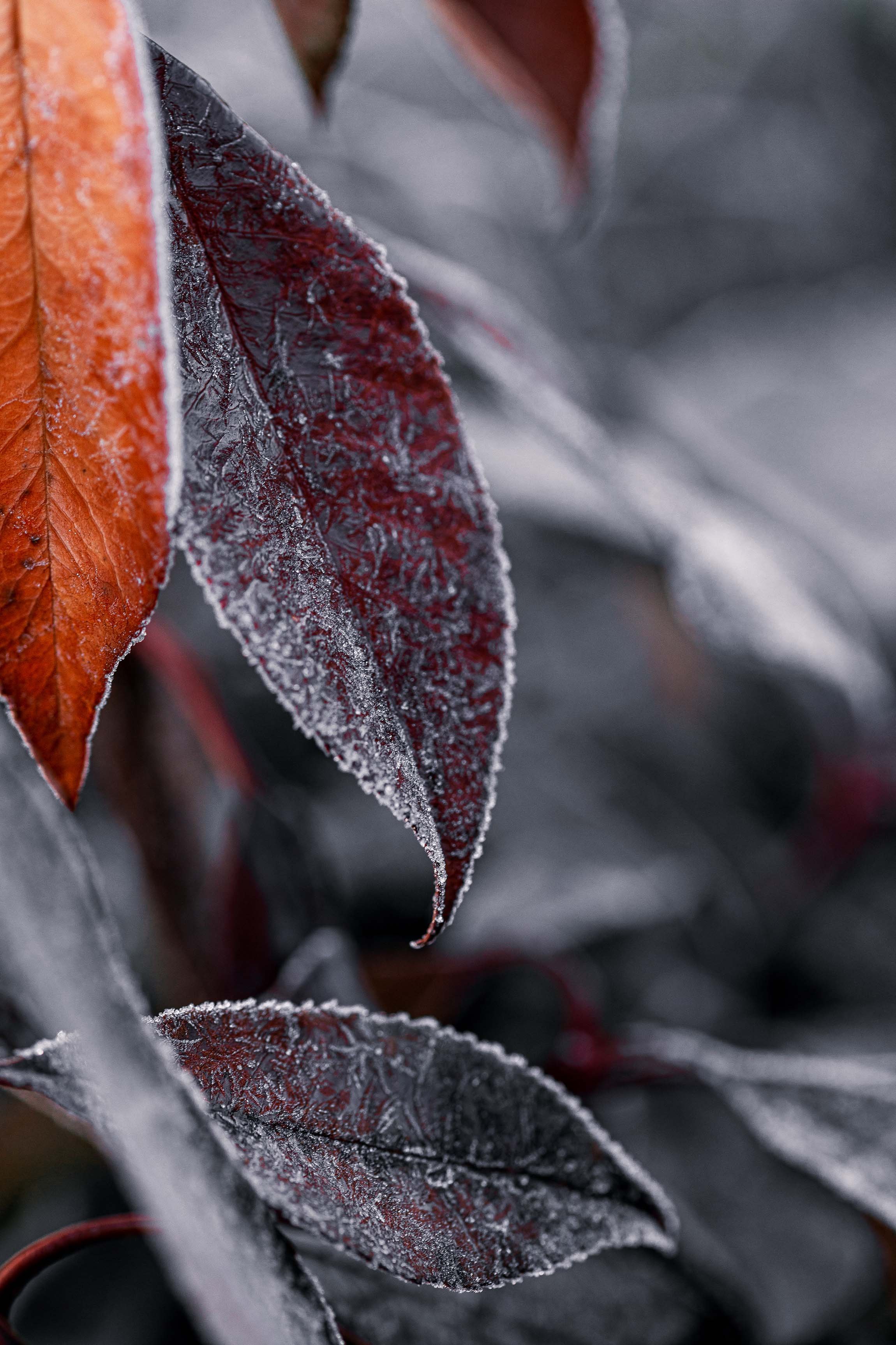 nature photography frozen leaf