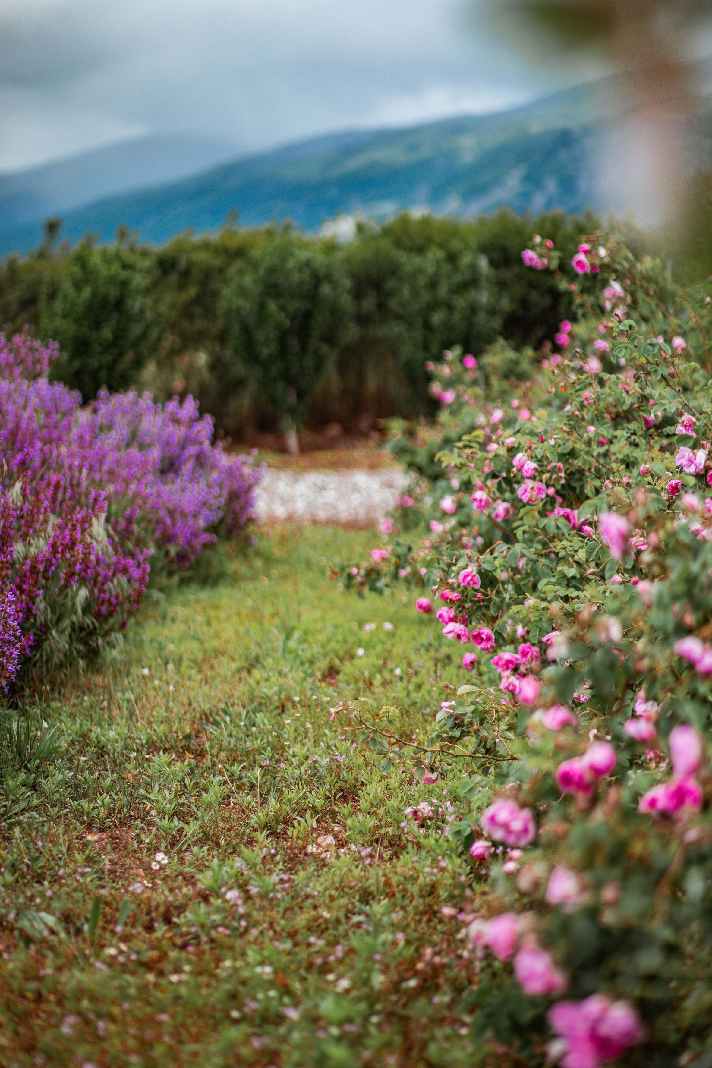 nature photography fields of roses and lavender