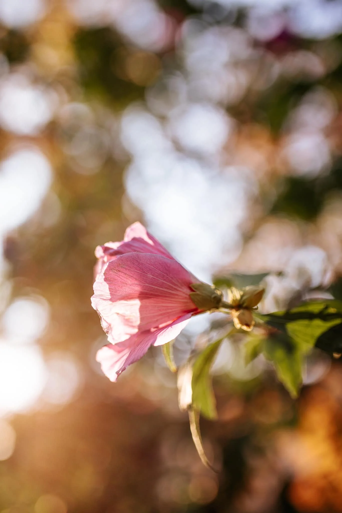 nature photography pink flower on sunset