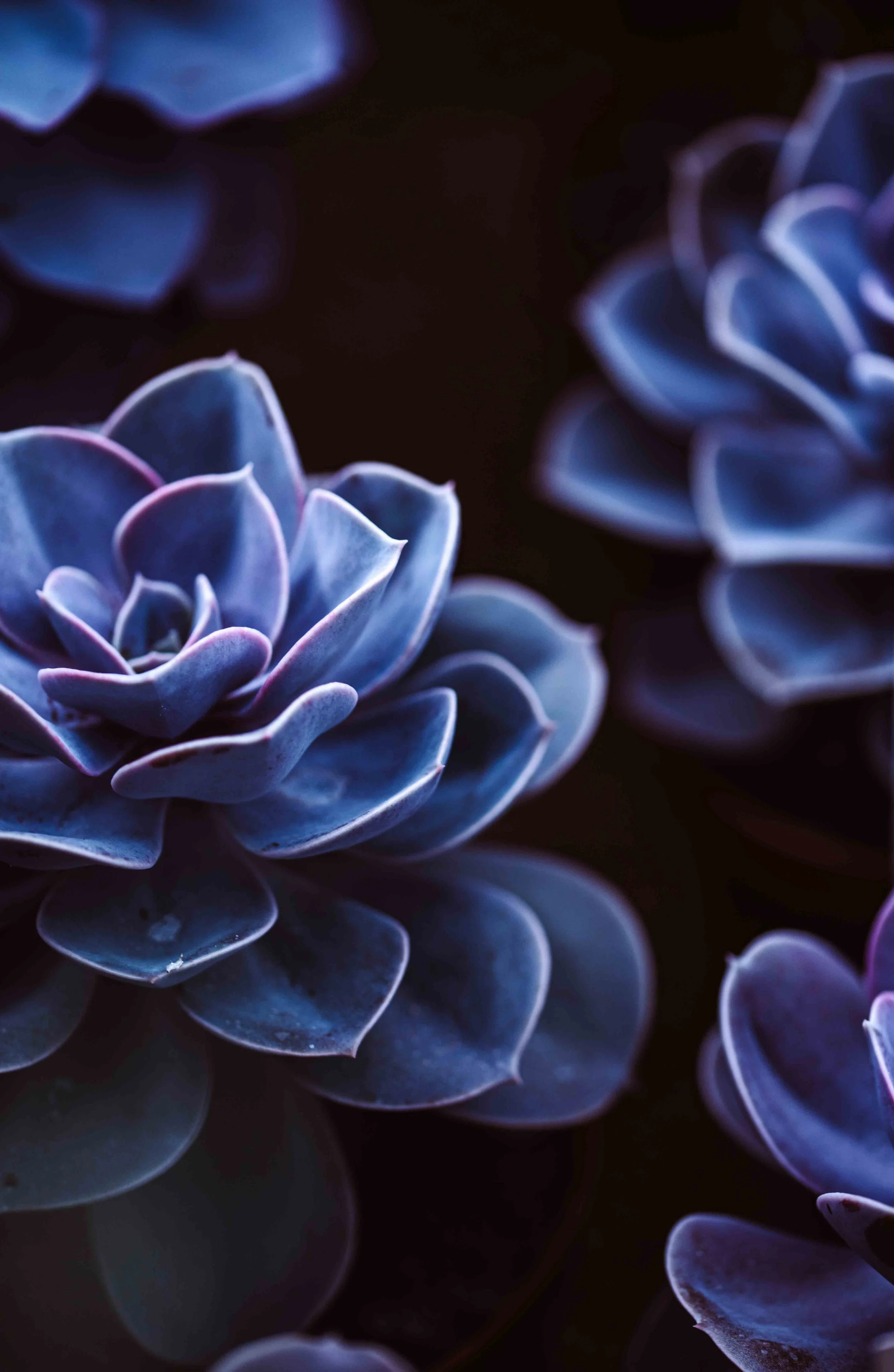 nature photography blue flowers