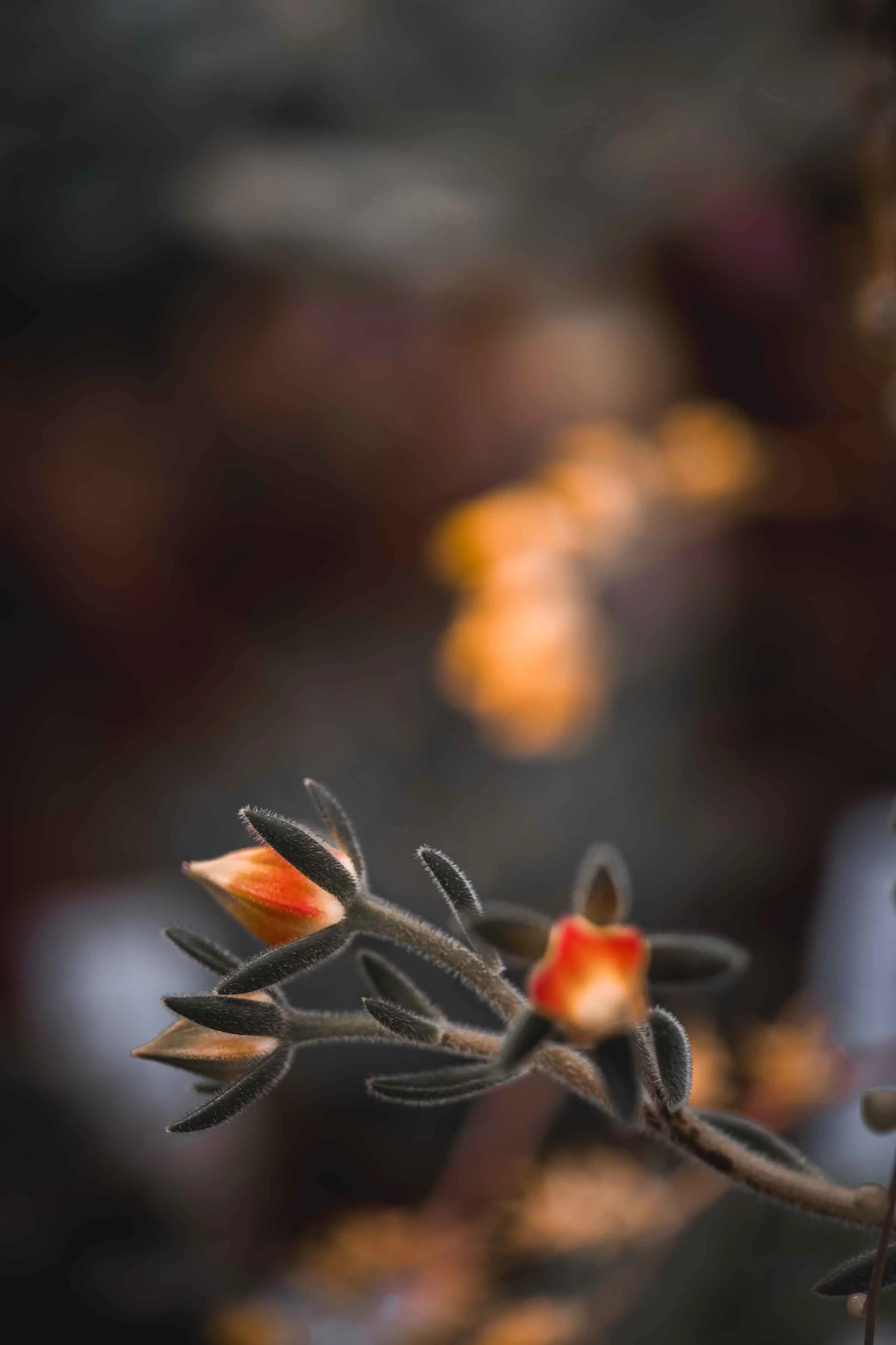 nature photography orange gentle flowers 