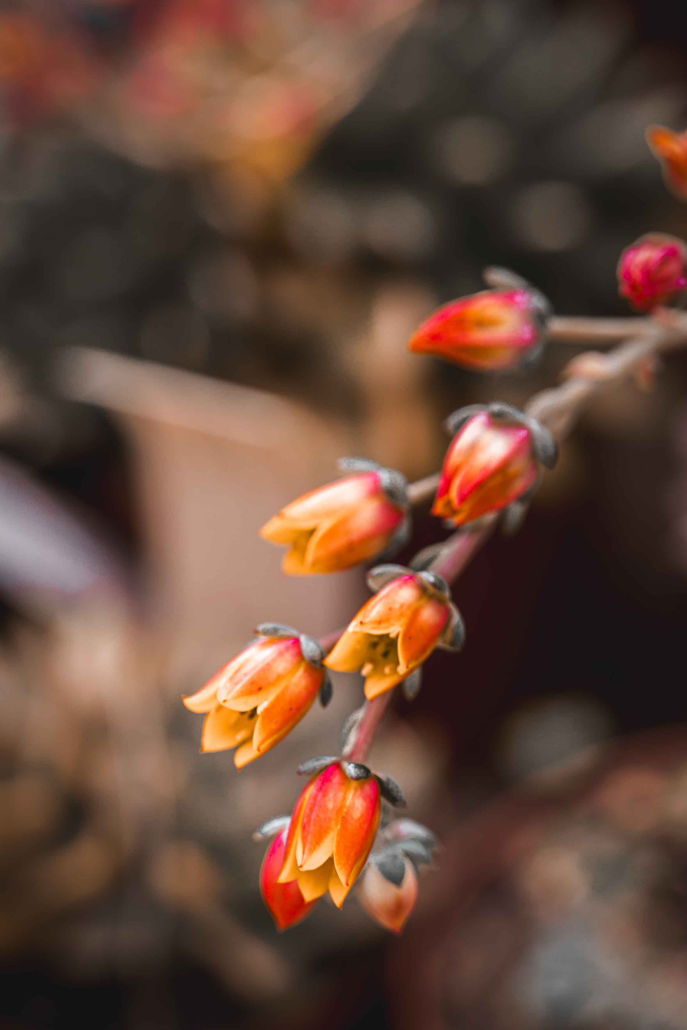 nature photography orange flowers