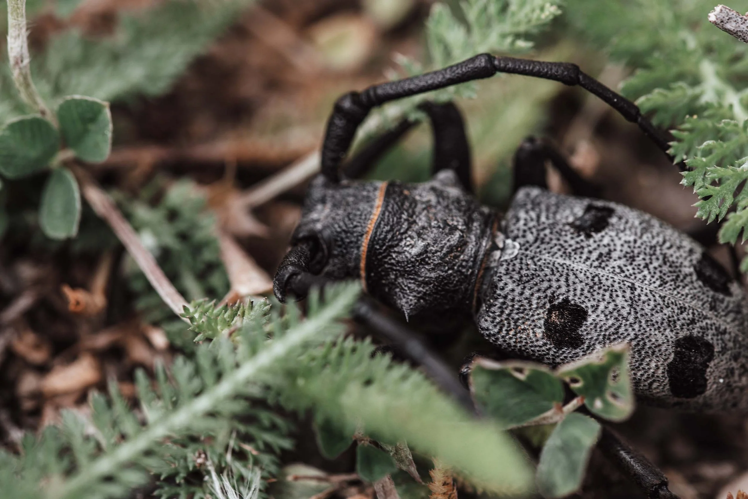 nature photography insect