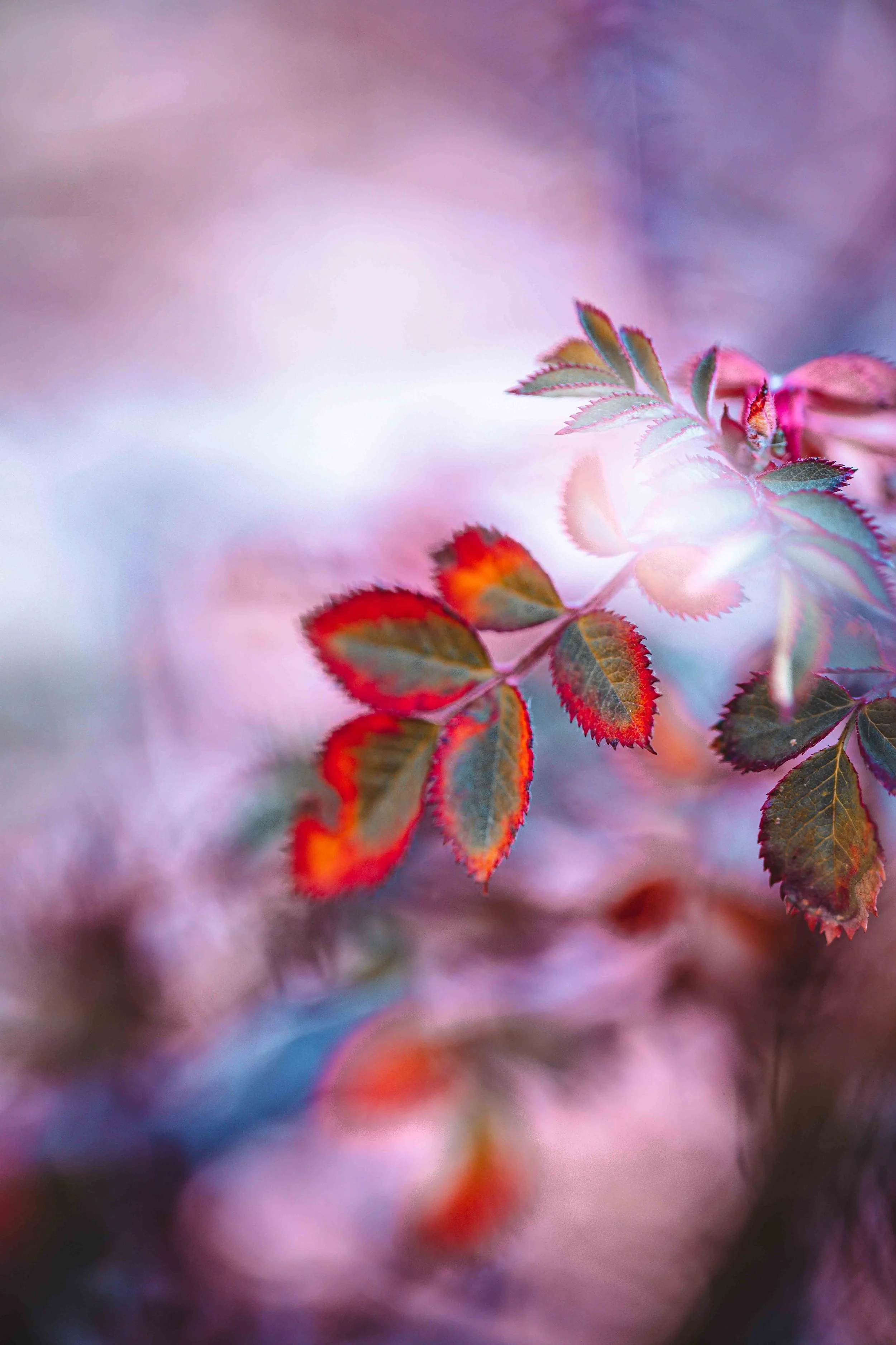 nature photography red leaf