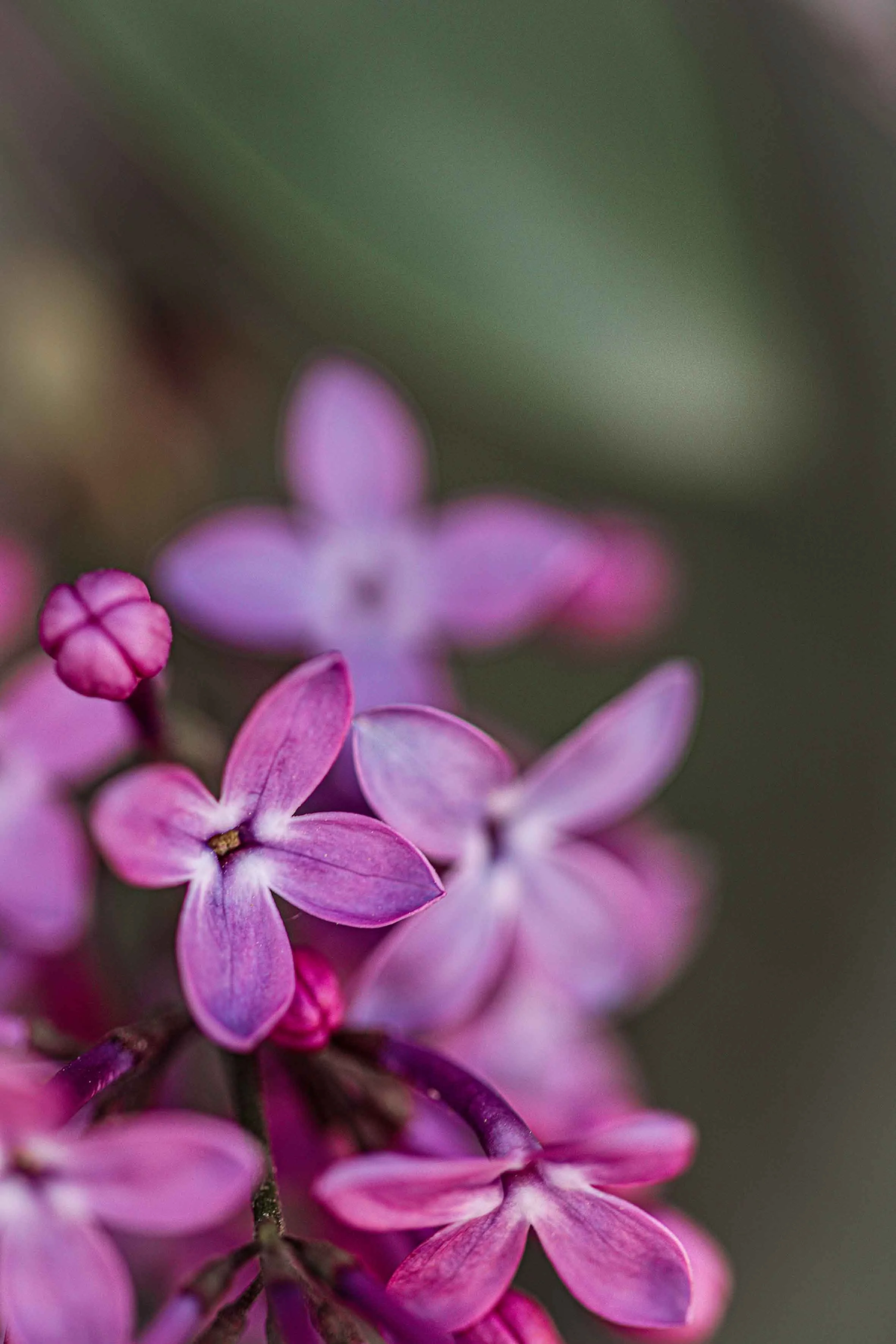 nature photography pink flowers