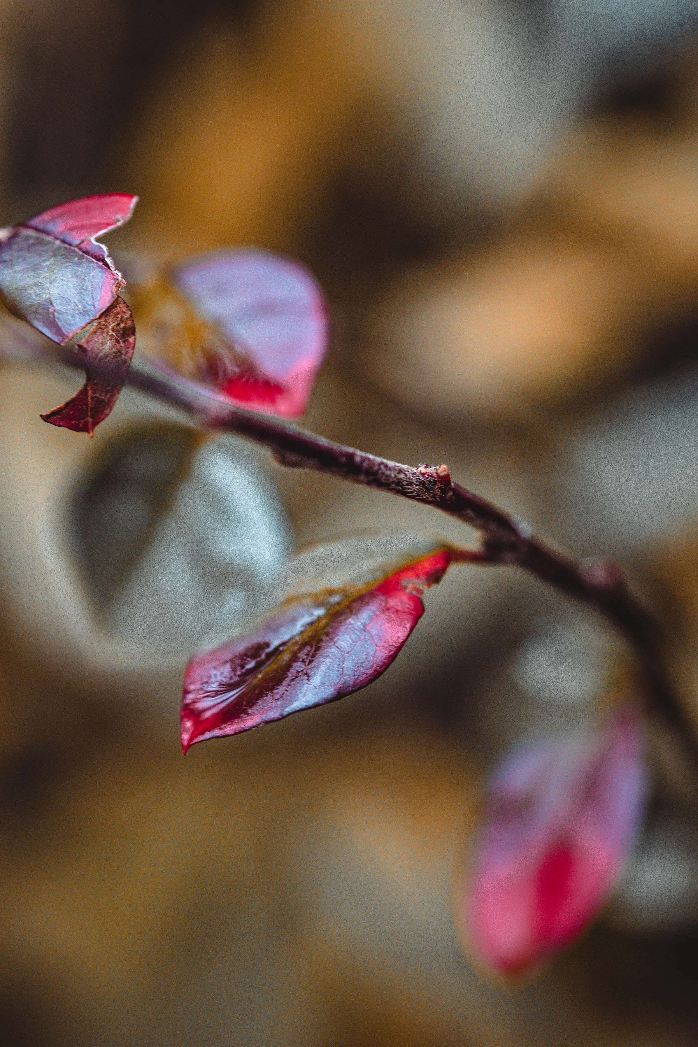 nature photography wild plants