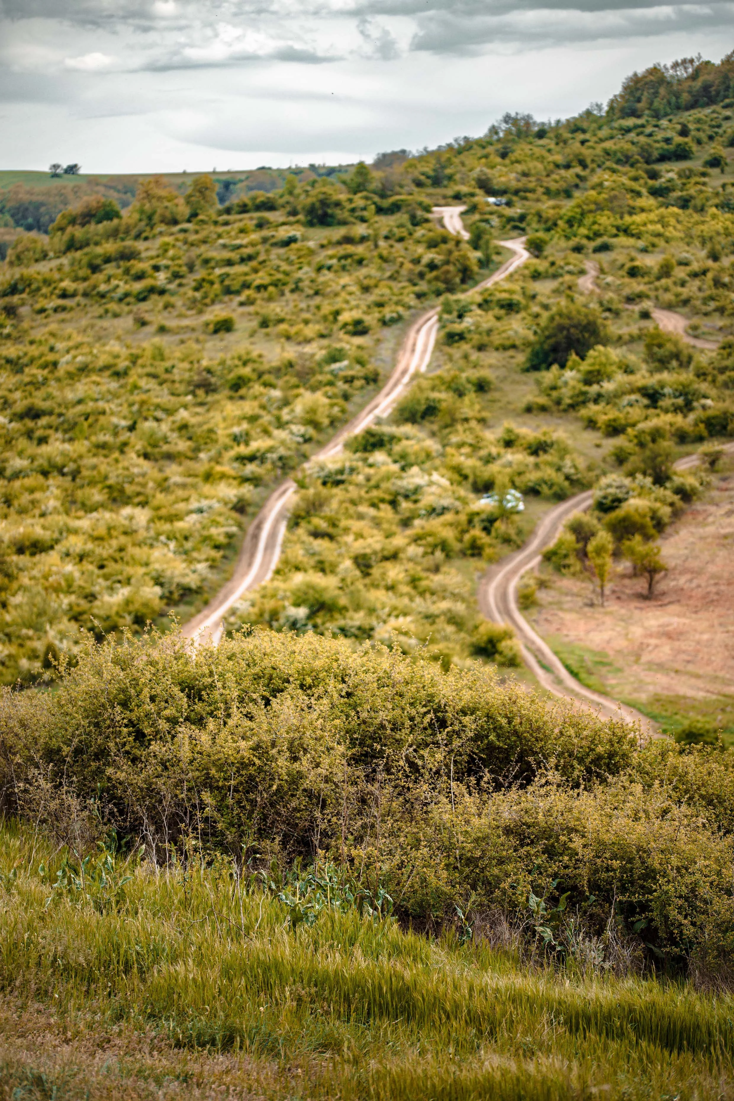 nature photography jungle