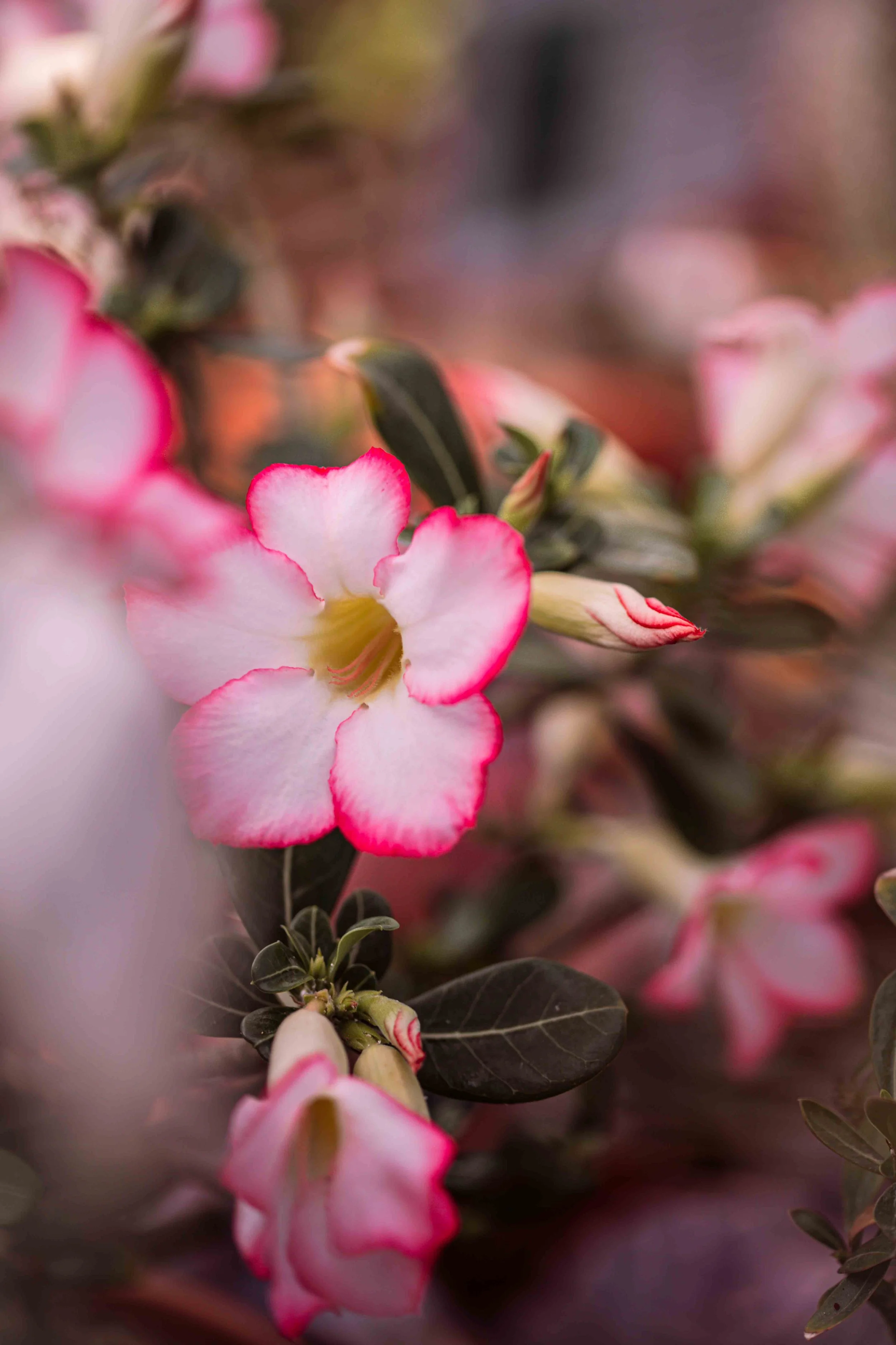 nature photography pink flowers