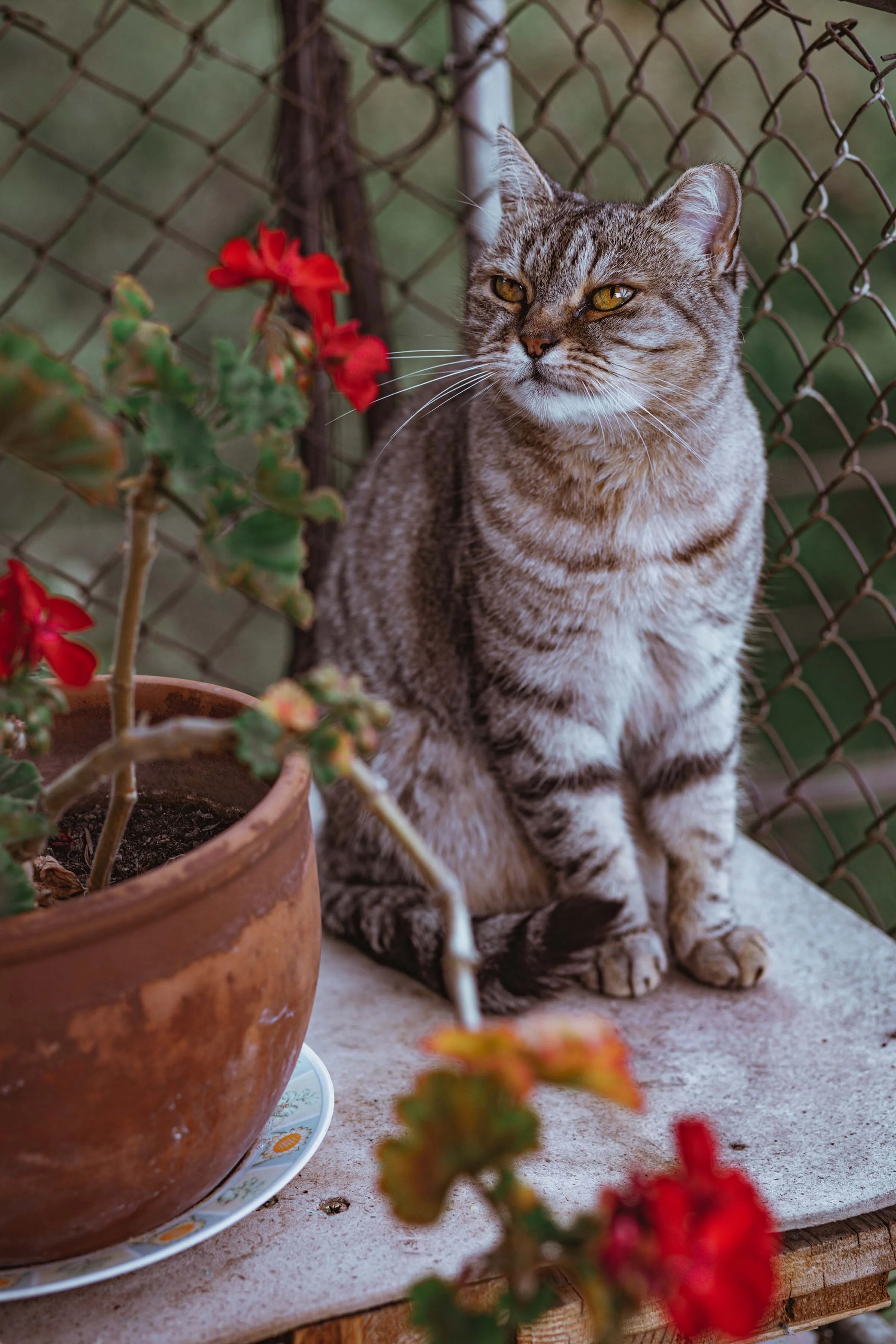 a curious cat with red flowers