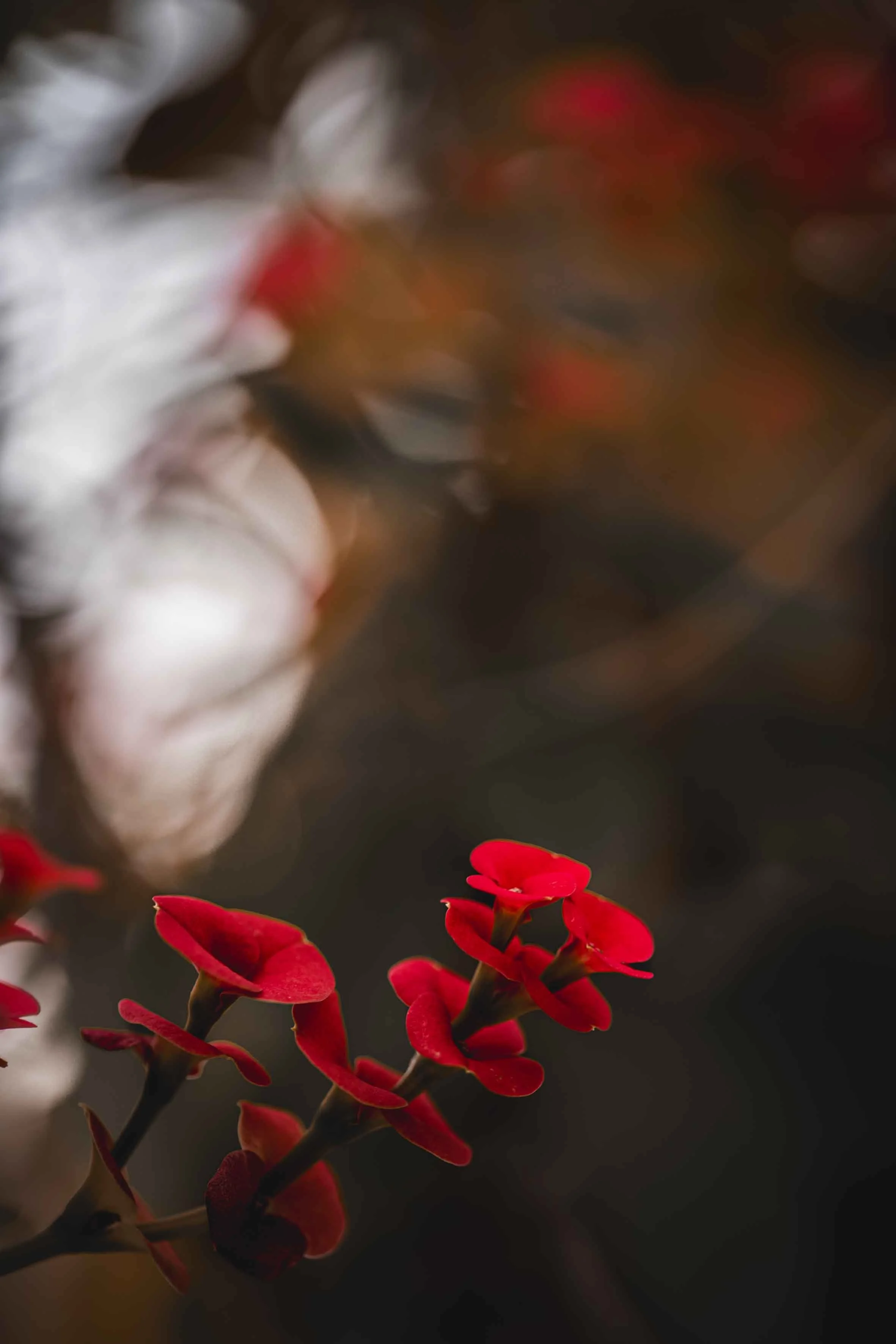 nature photography red flowers detail