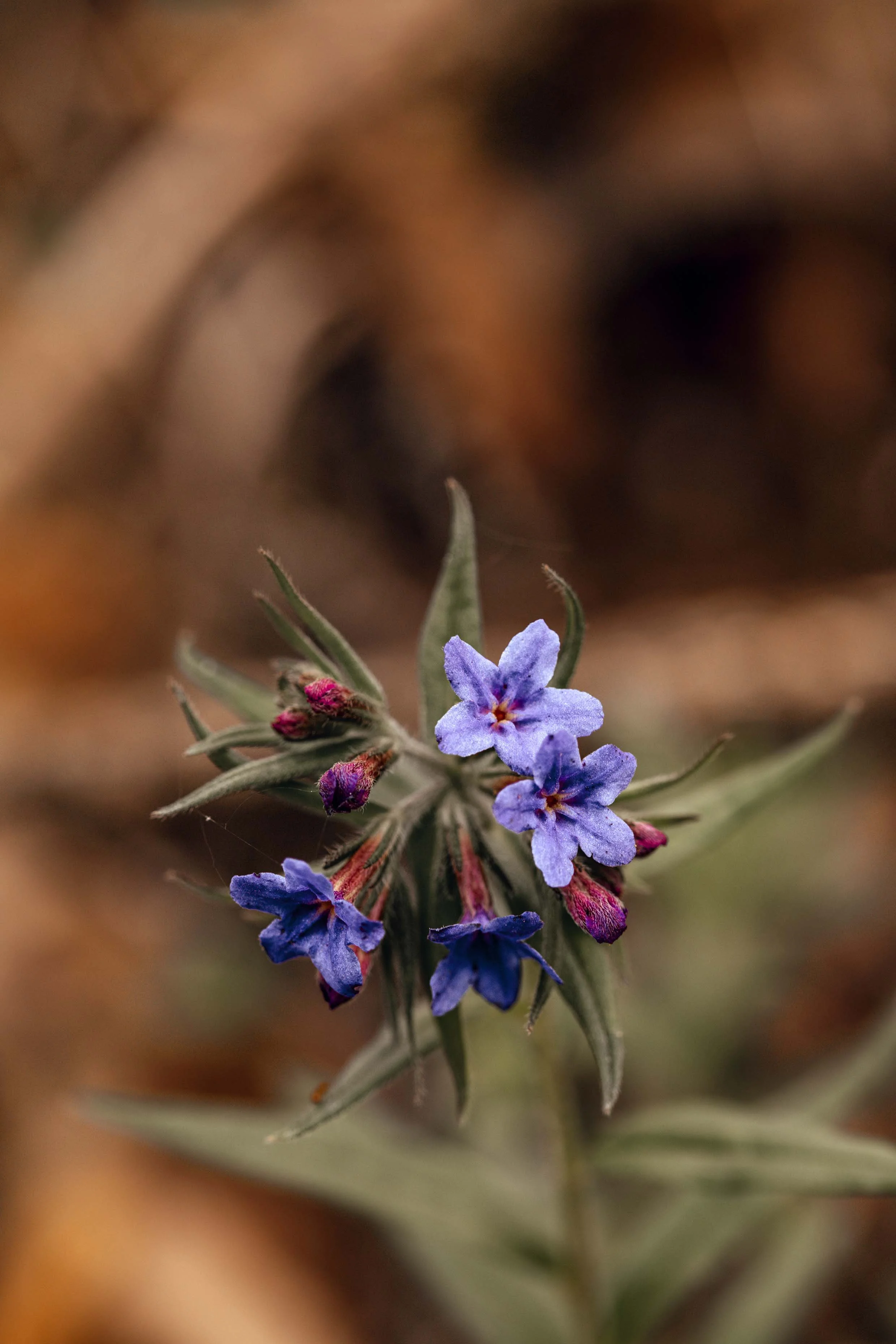nature photography purple flowers