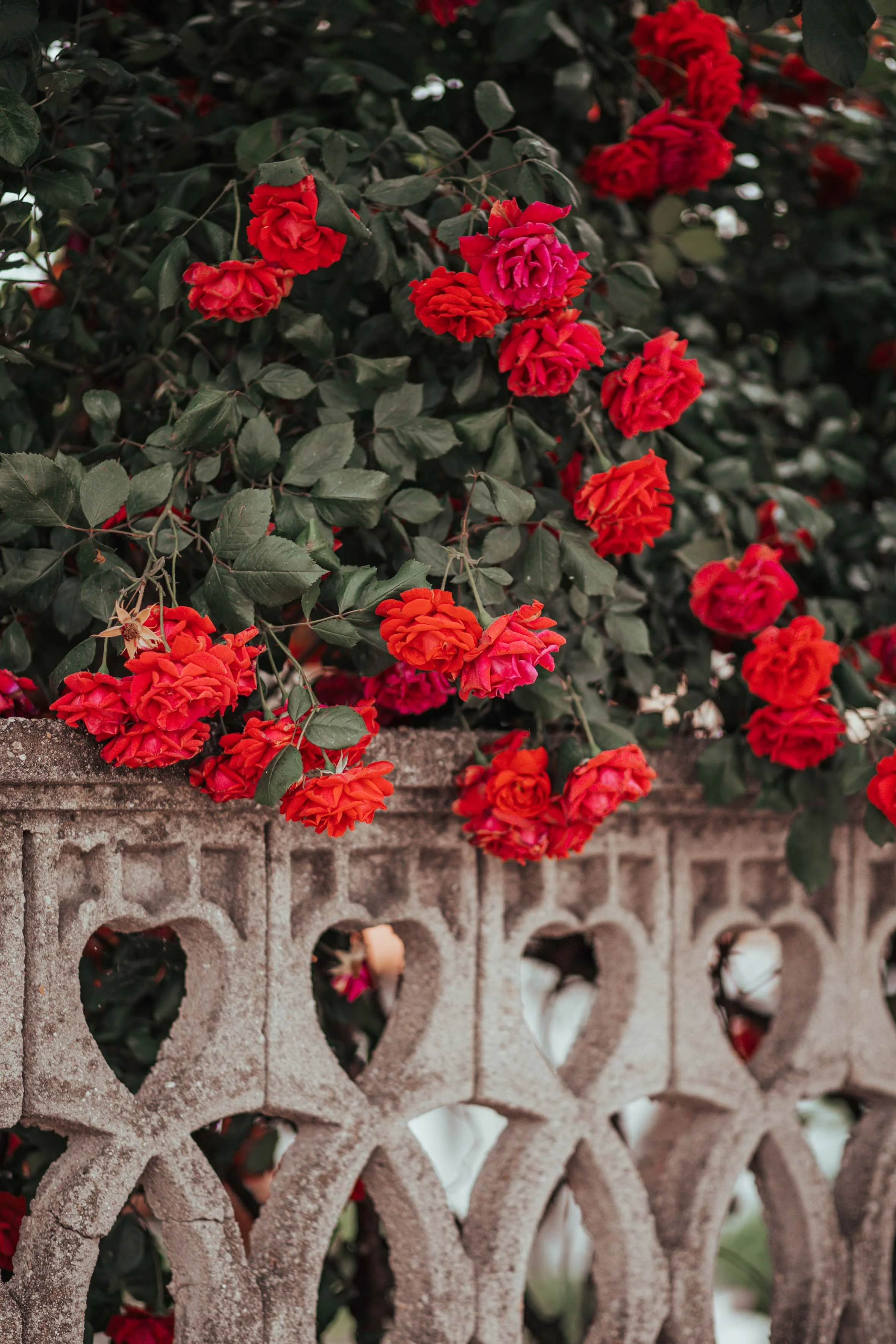 nature photography red flowers 