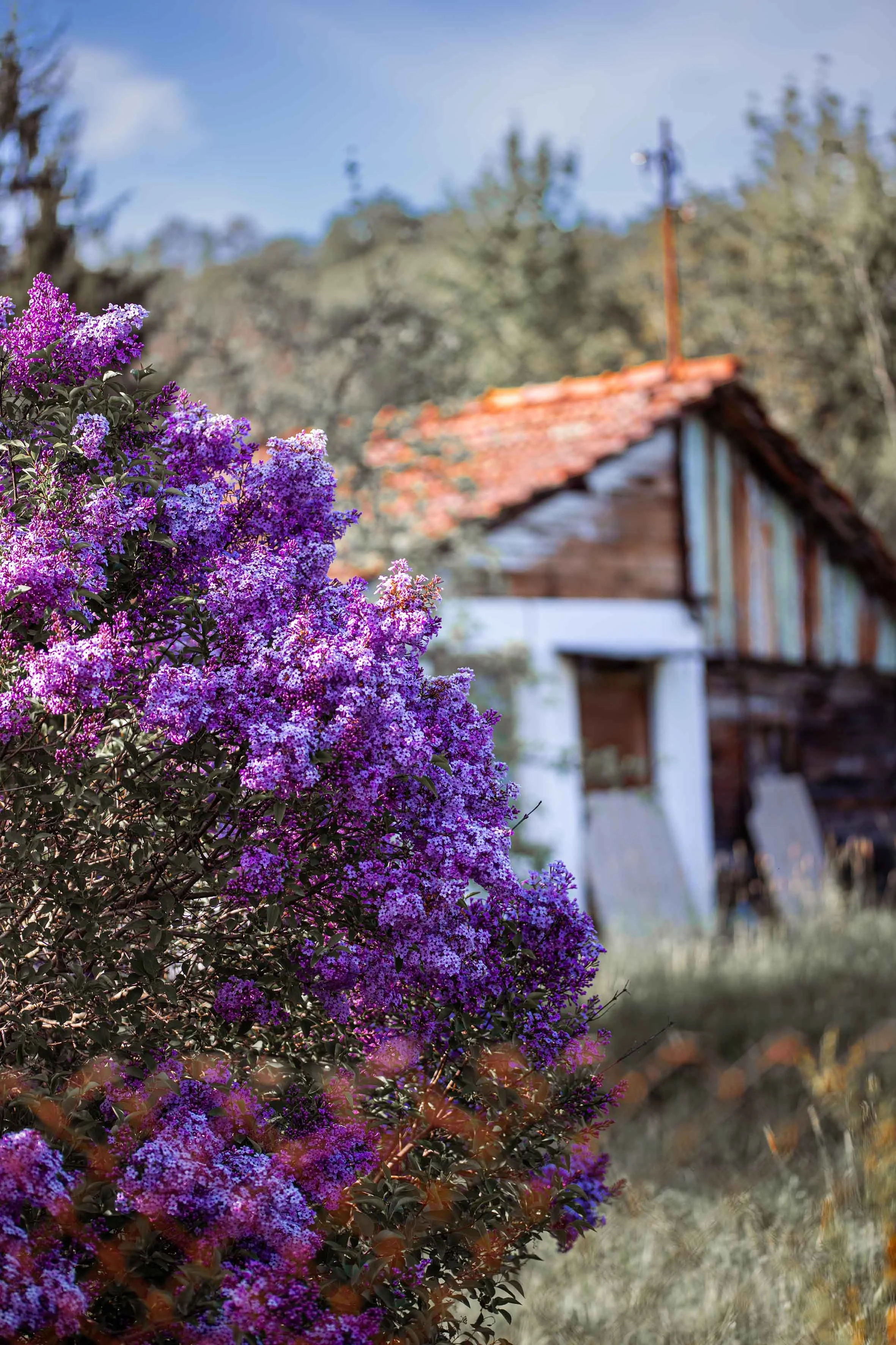 nature photography village life during summer house with pink flowers