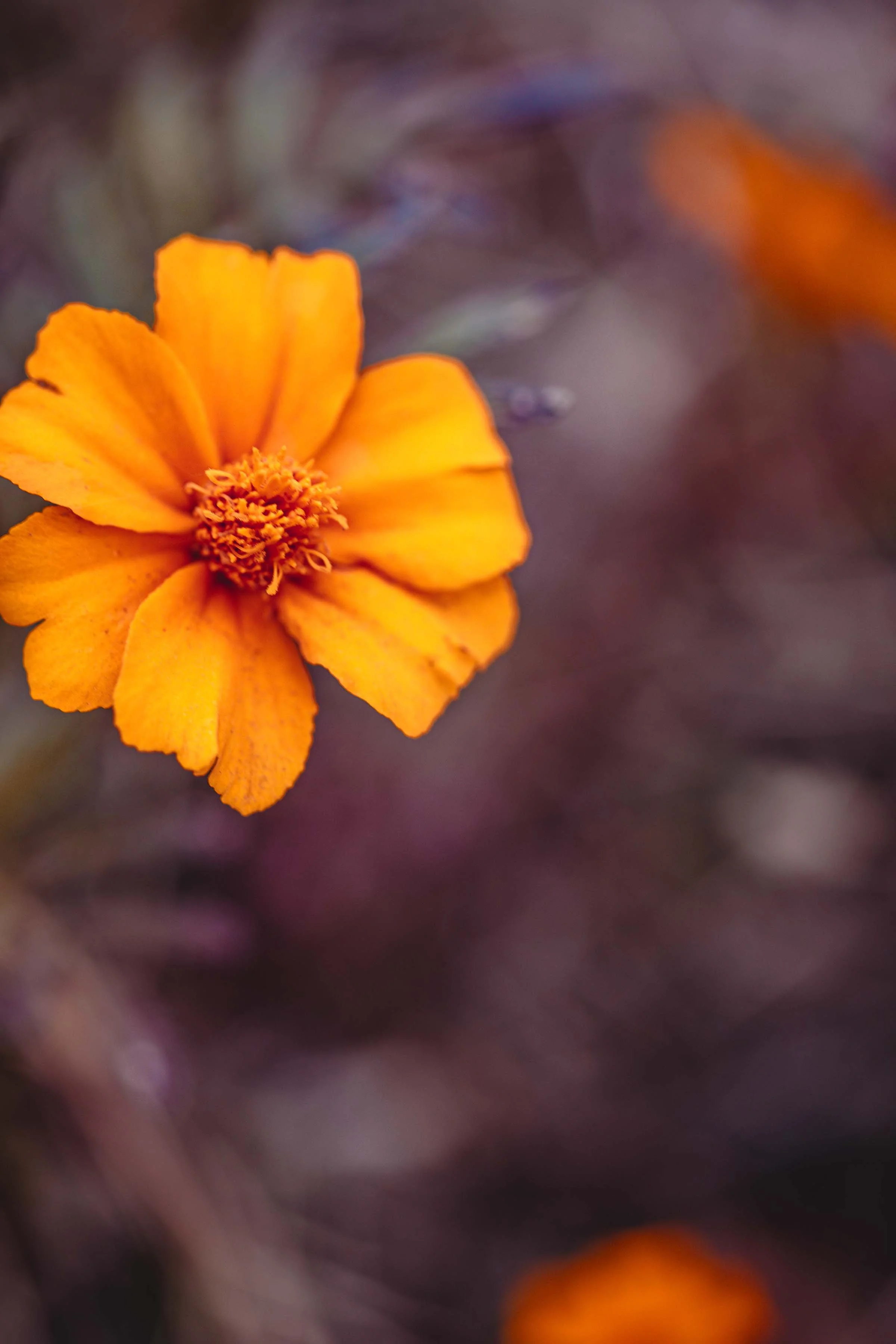 nature photography orange flower