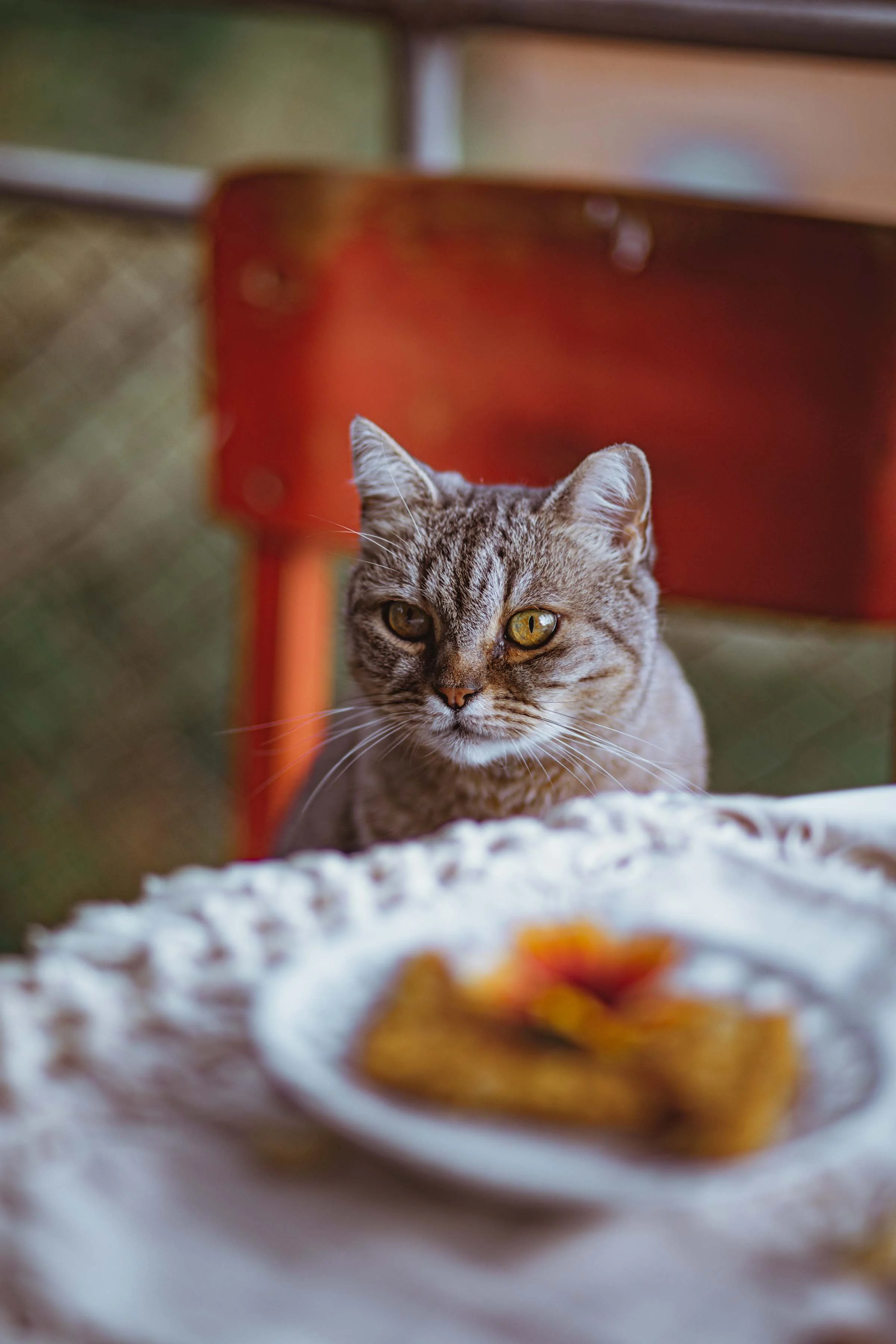 a cat waiting for dinner