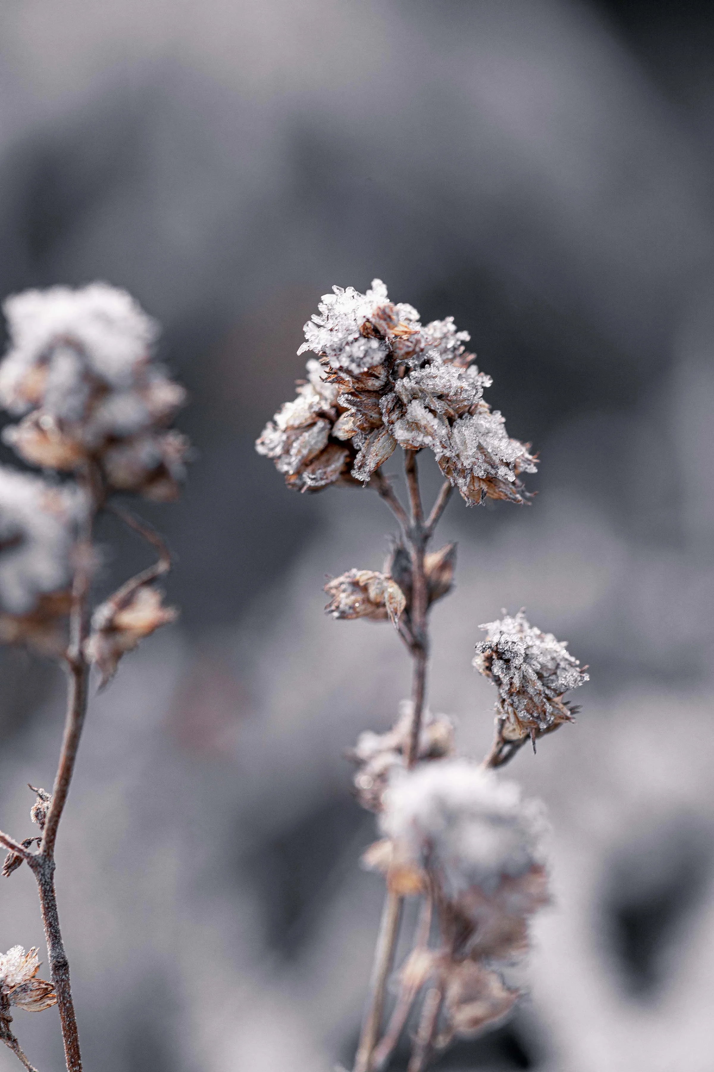 nature photography frozen flowers in winter