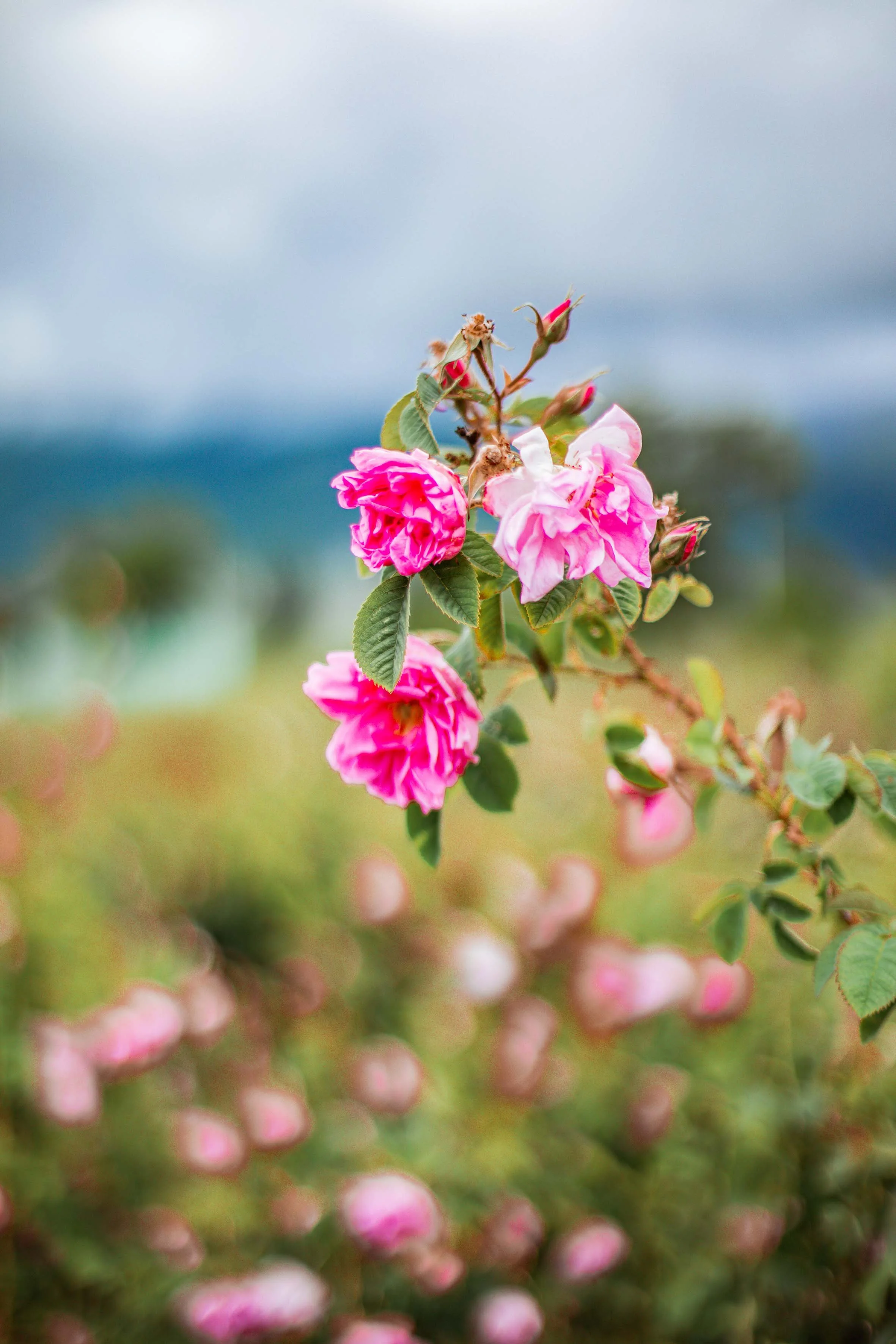 nature photography the garden of roses
