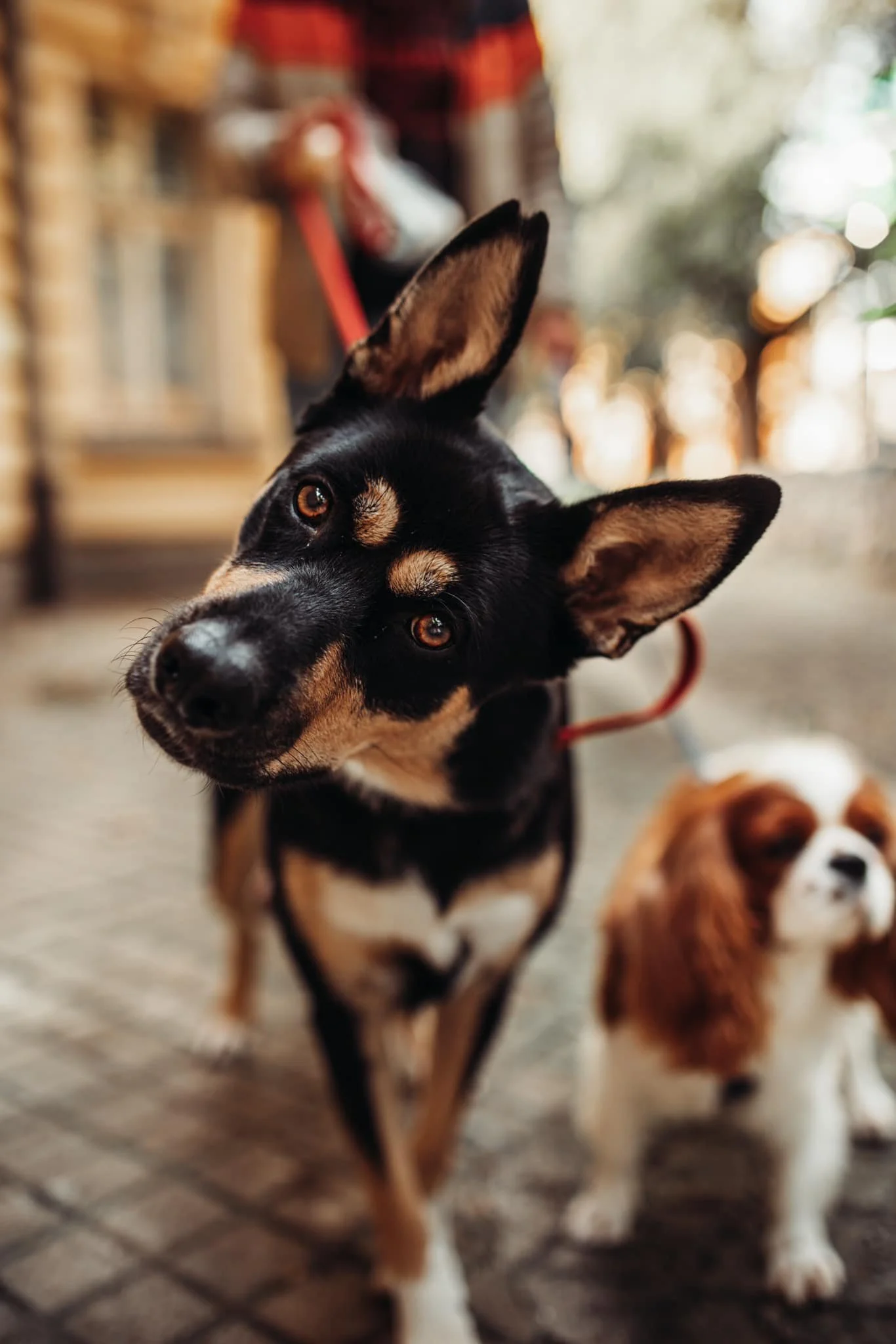 animal photography cute black dog